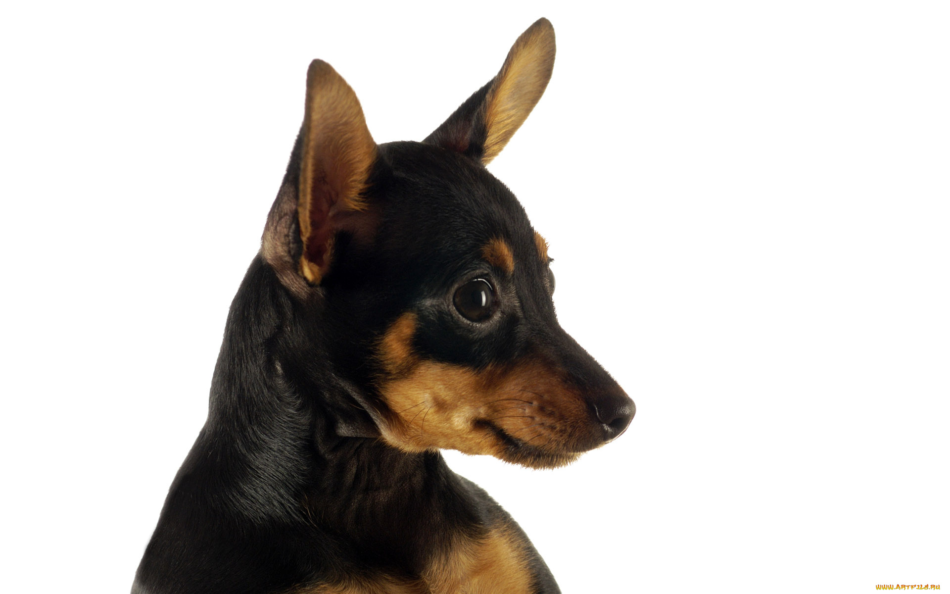 животные, собаки