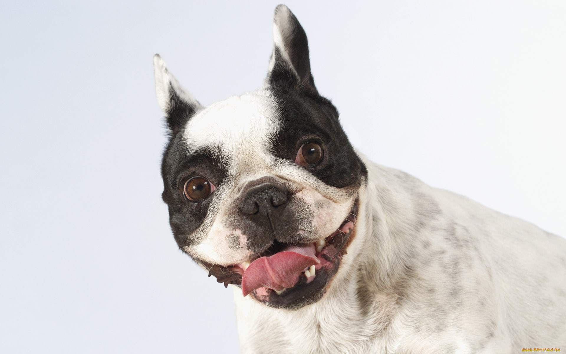 животные, собаки