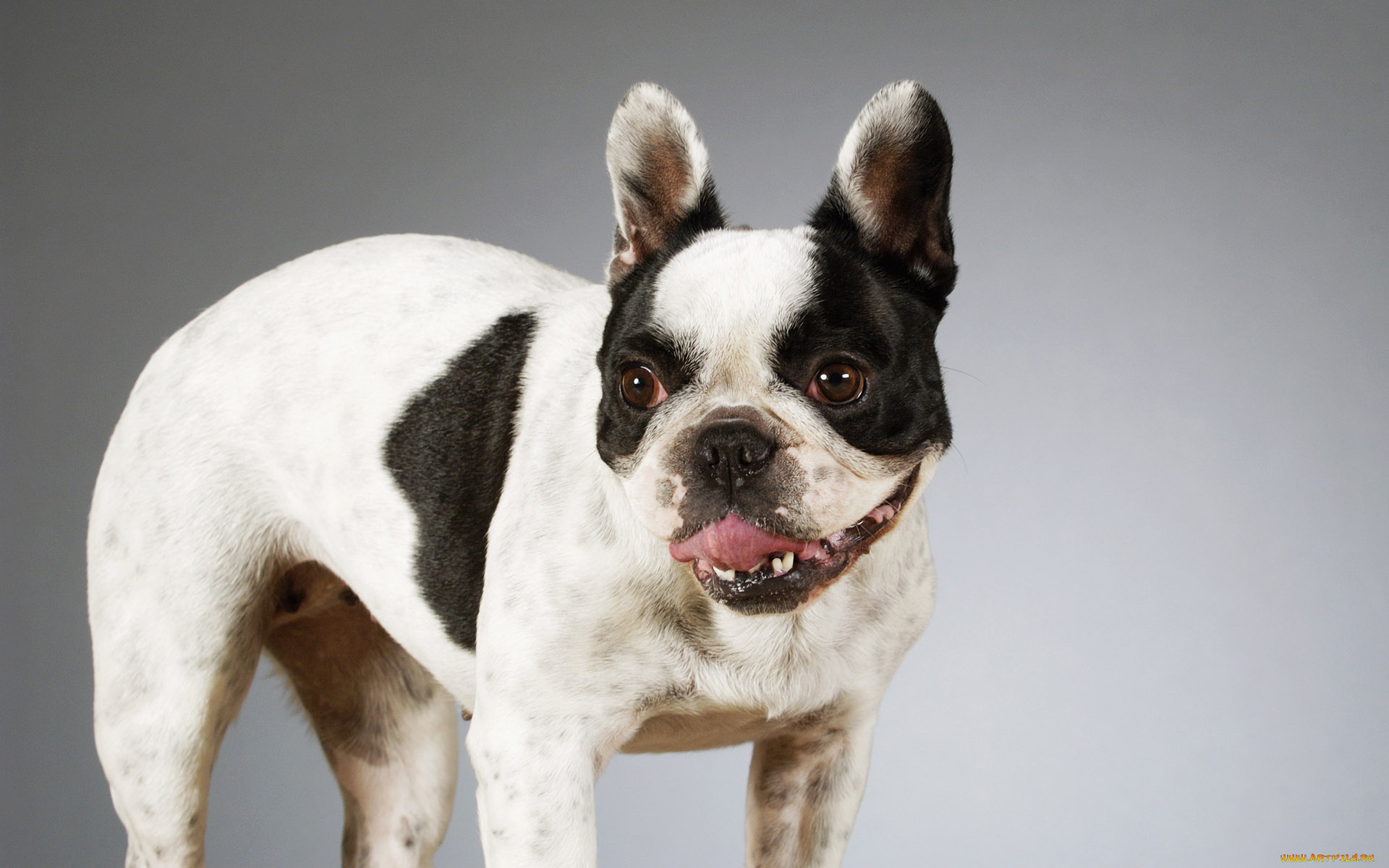 животные, собаки