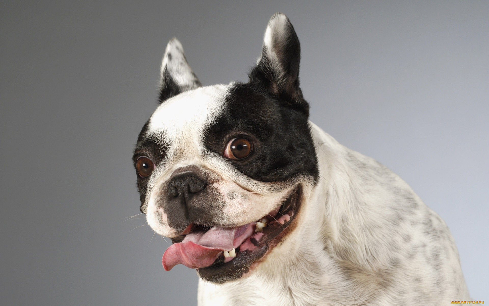 животные, собаки