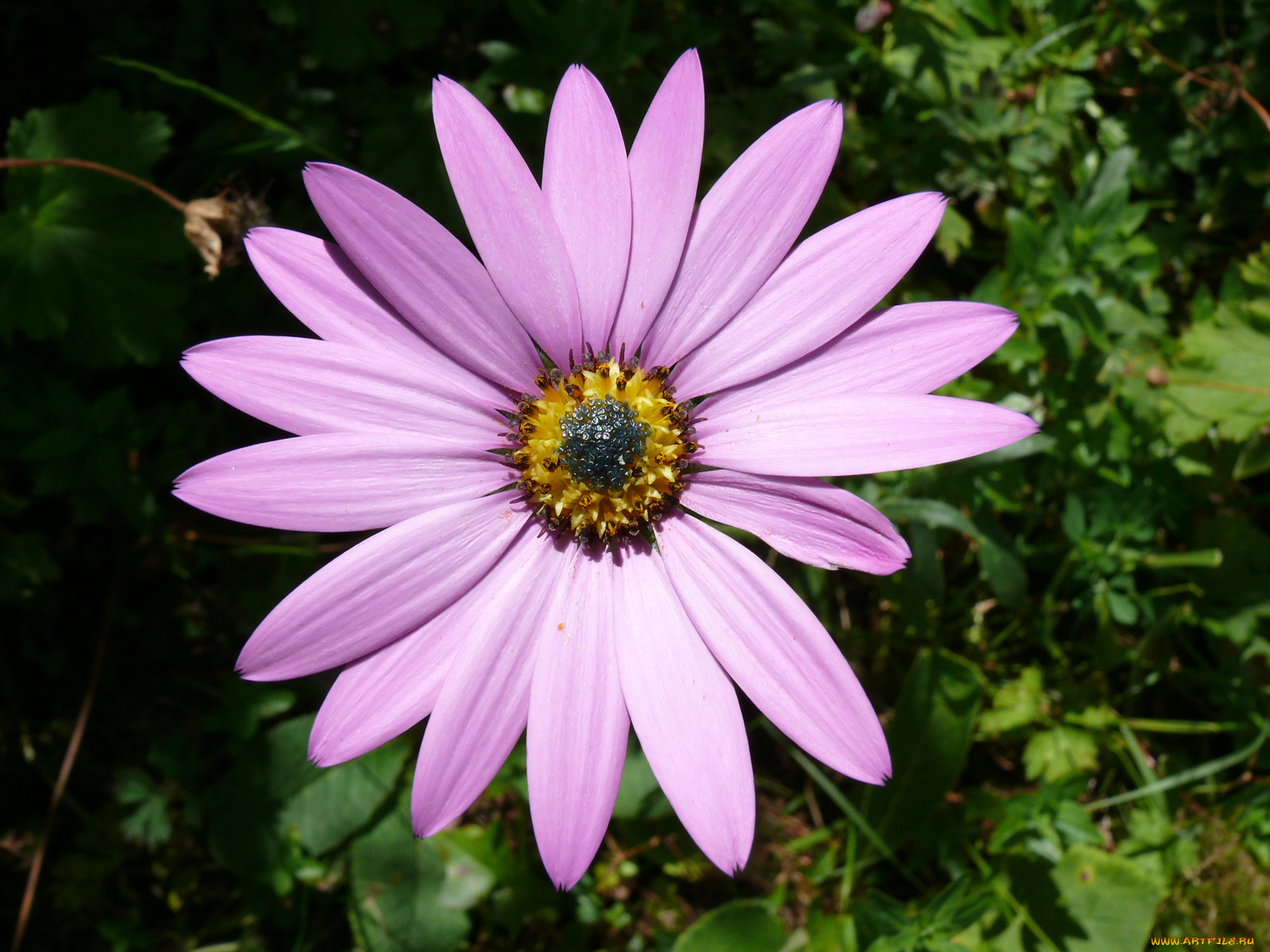 цветы, диморфотеки, лепестки