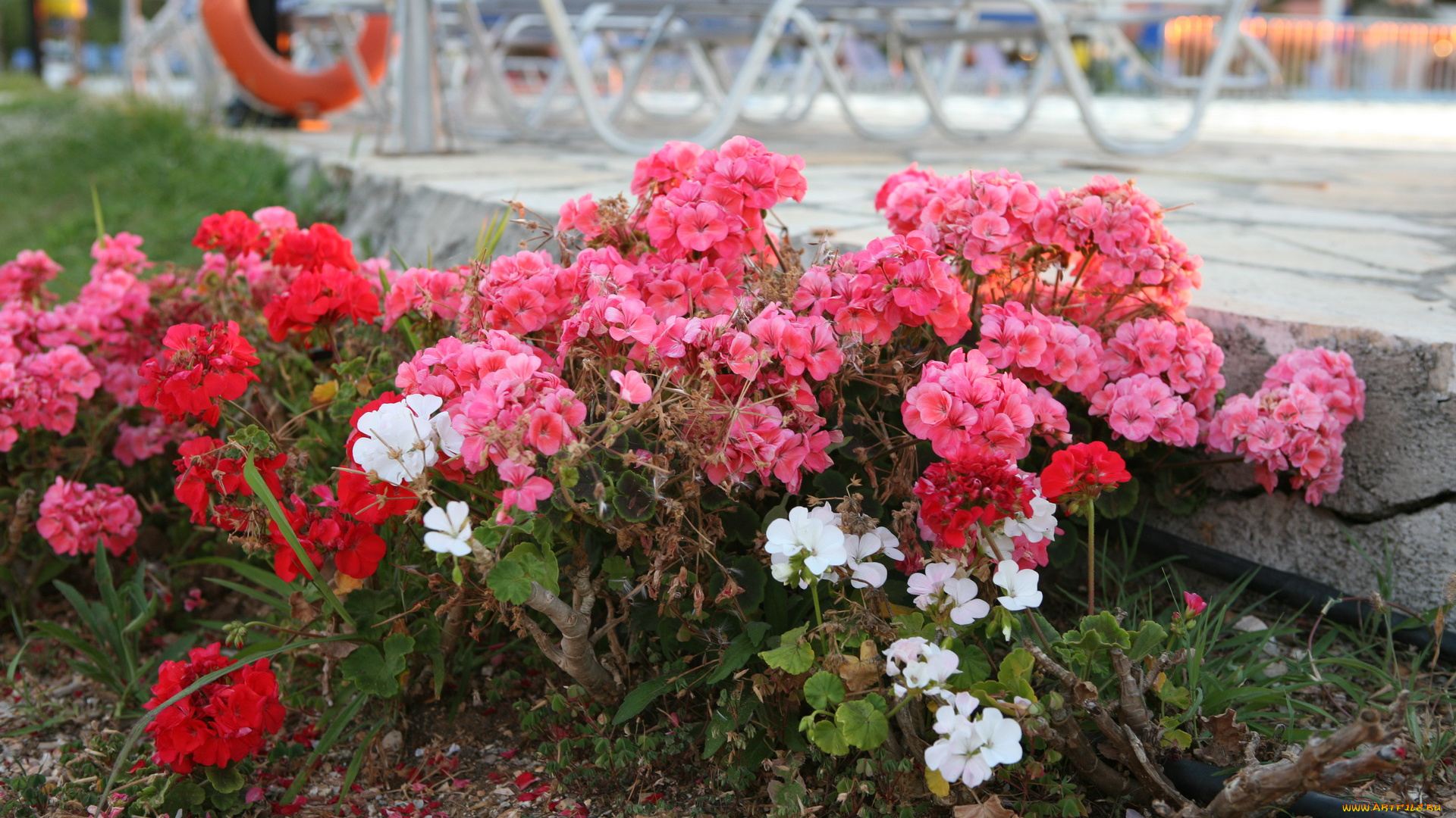 цветы, герань, розовые, красные, белые