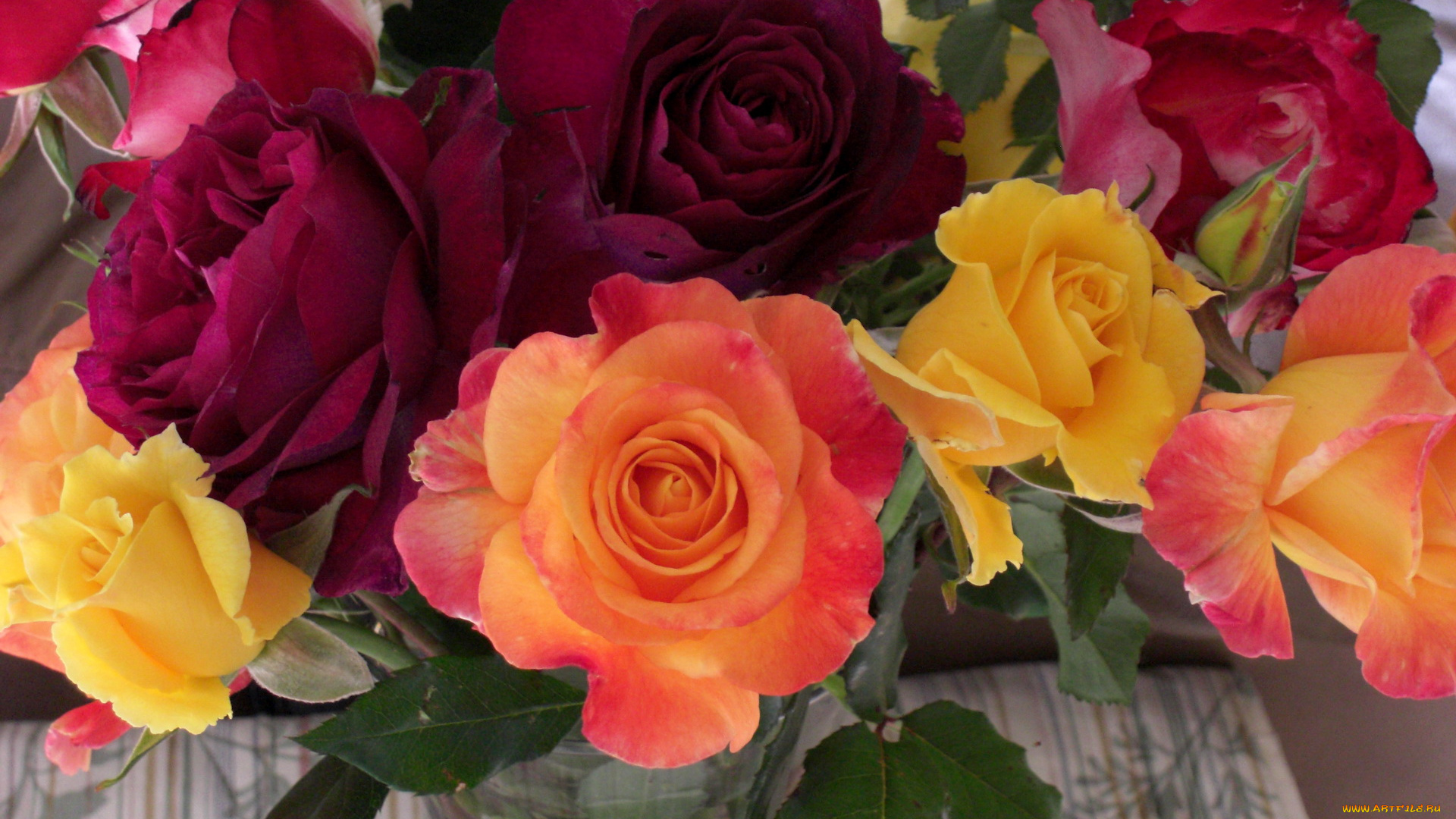 цветы, розы, разного, цвета