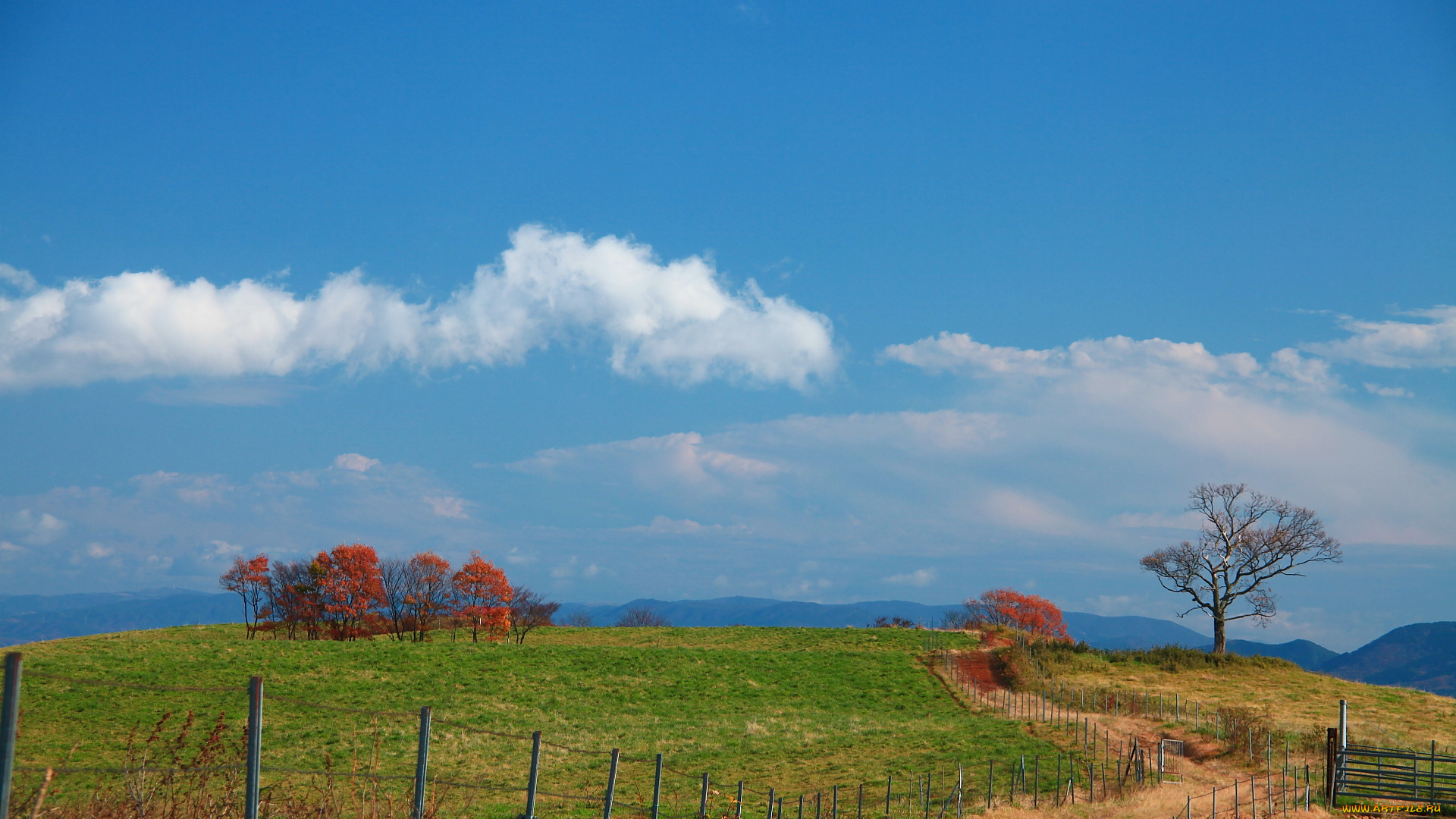 природа, дороги, забор, деревья