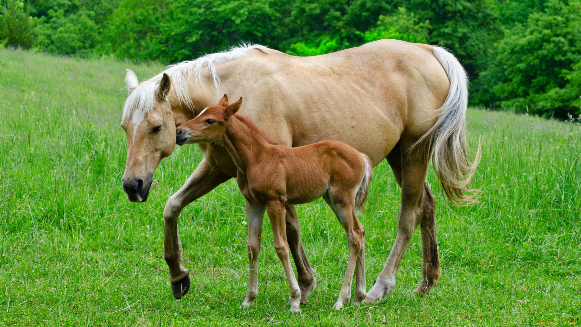 животные, лошади, трава, лето
