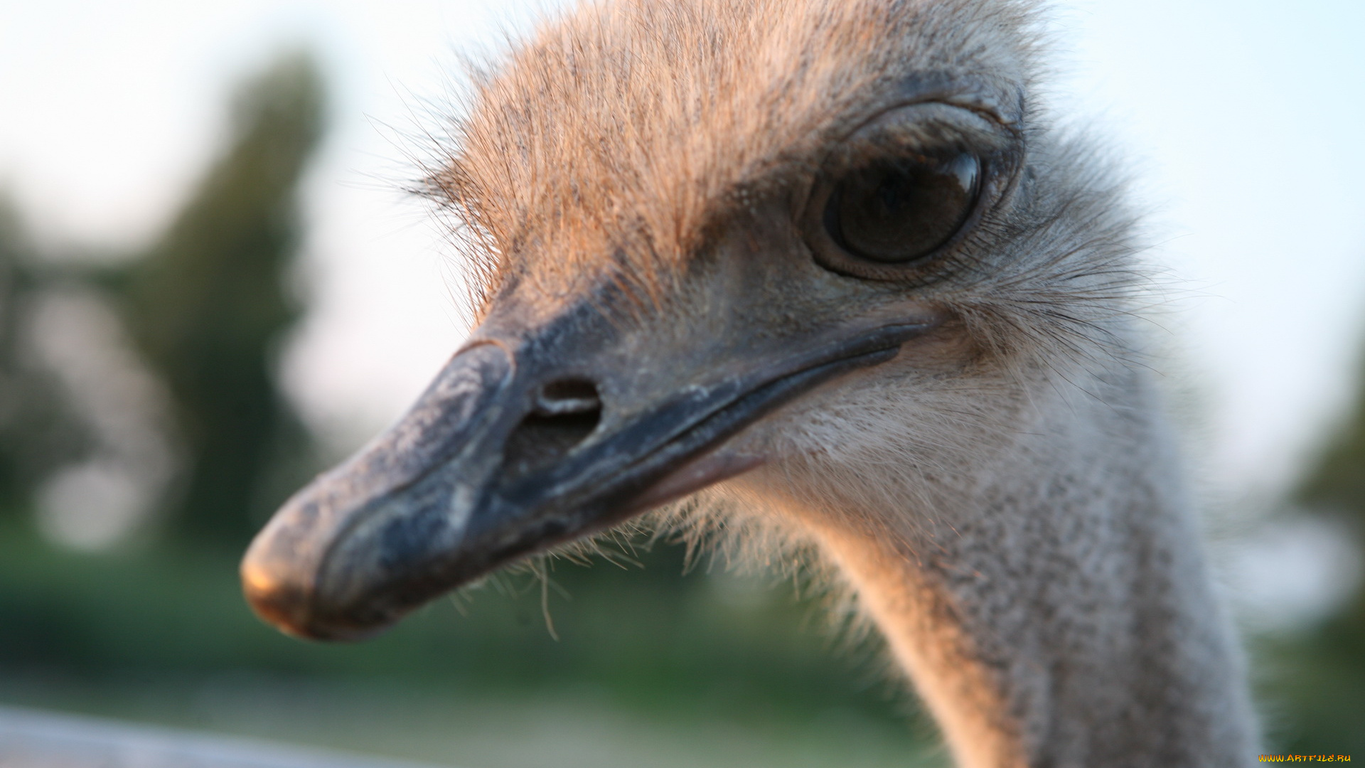 животные, страусы, страус