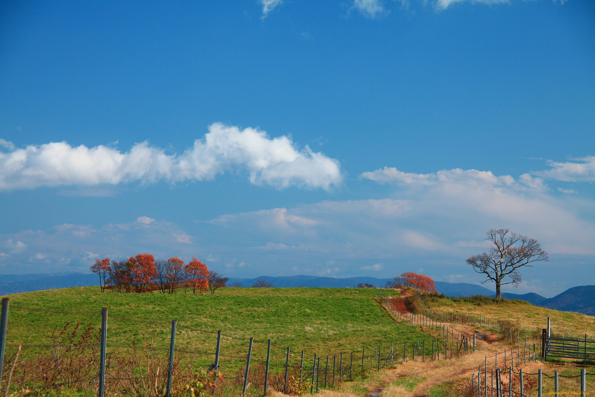 природа, дороги, забор, деревья