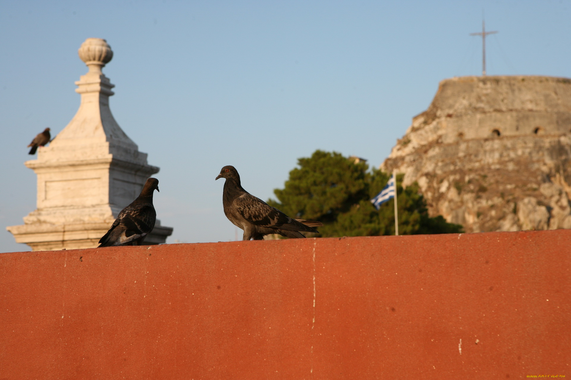 животные, голуби, башня