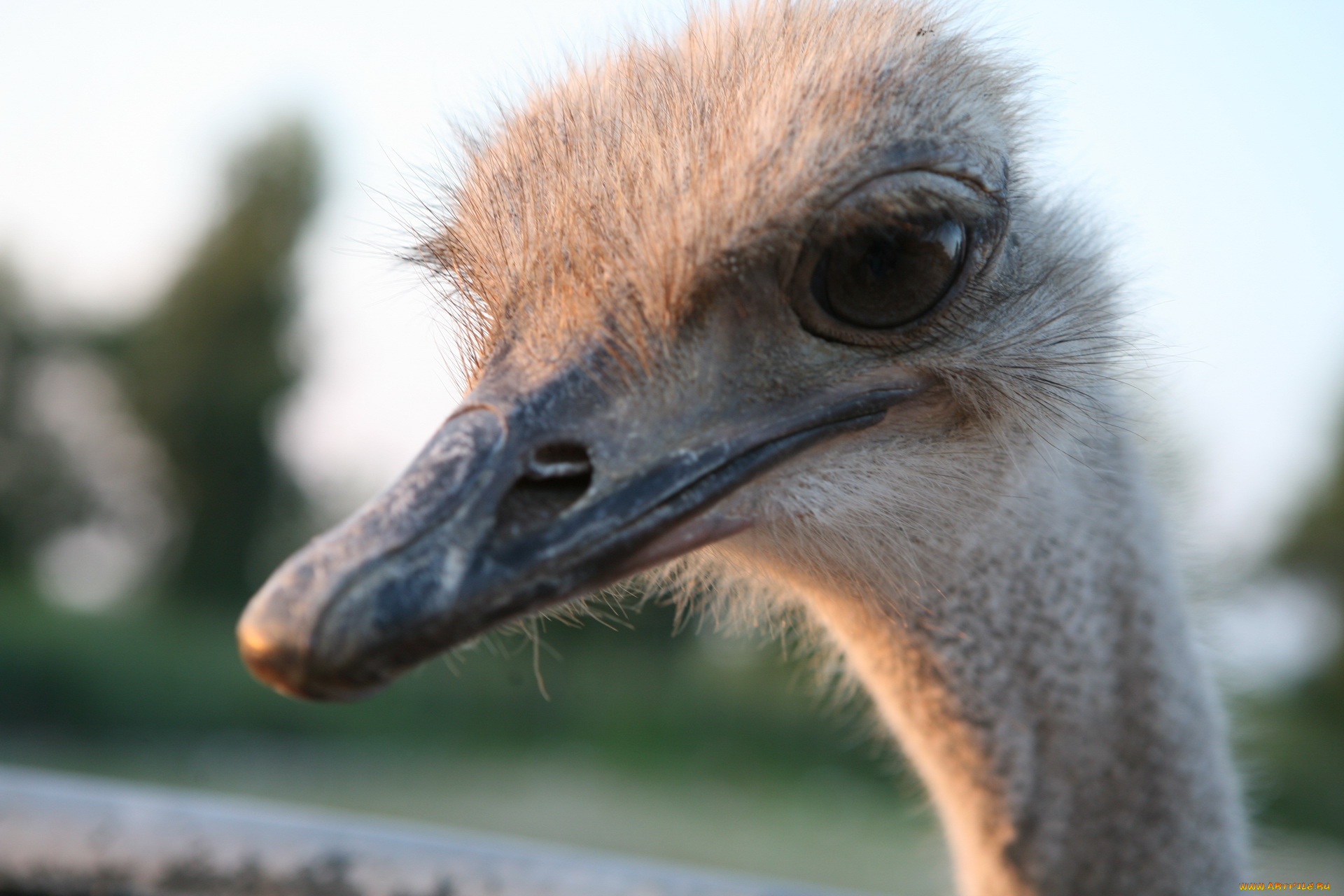 животные, страусы, страус