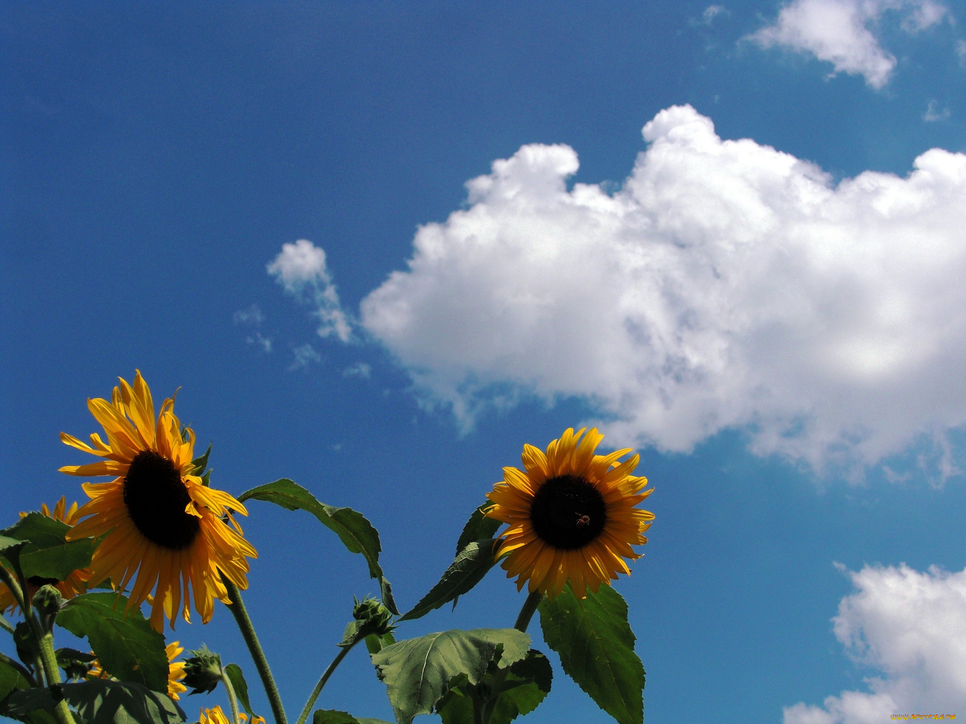 цветы, подсолнухи, облака, листья