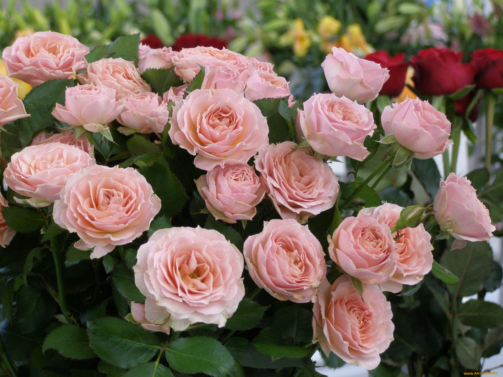 цветы, розы, листья