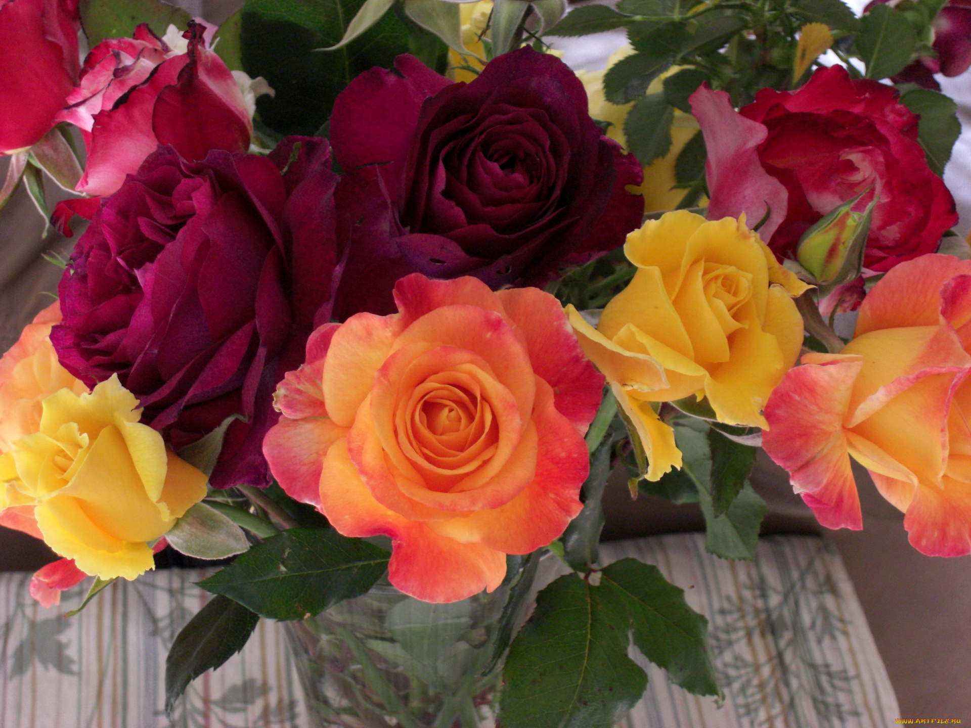 цветы, розы, разного, цвета