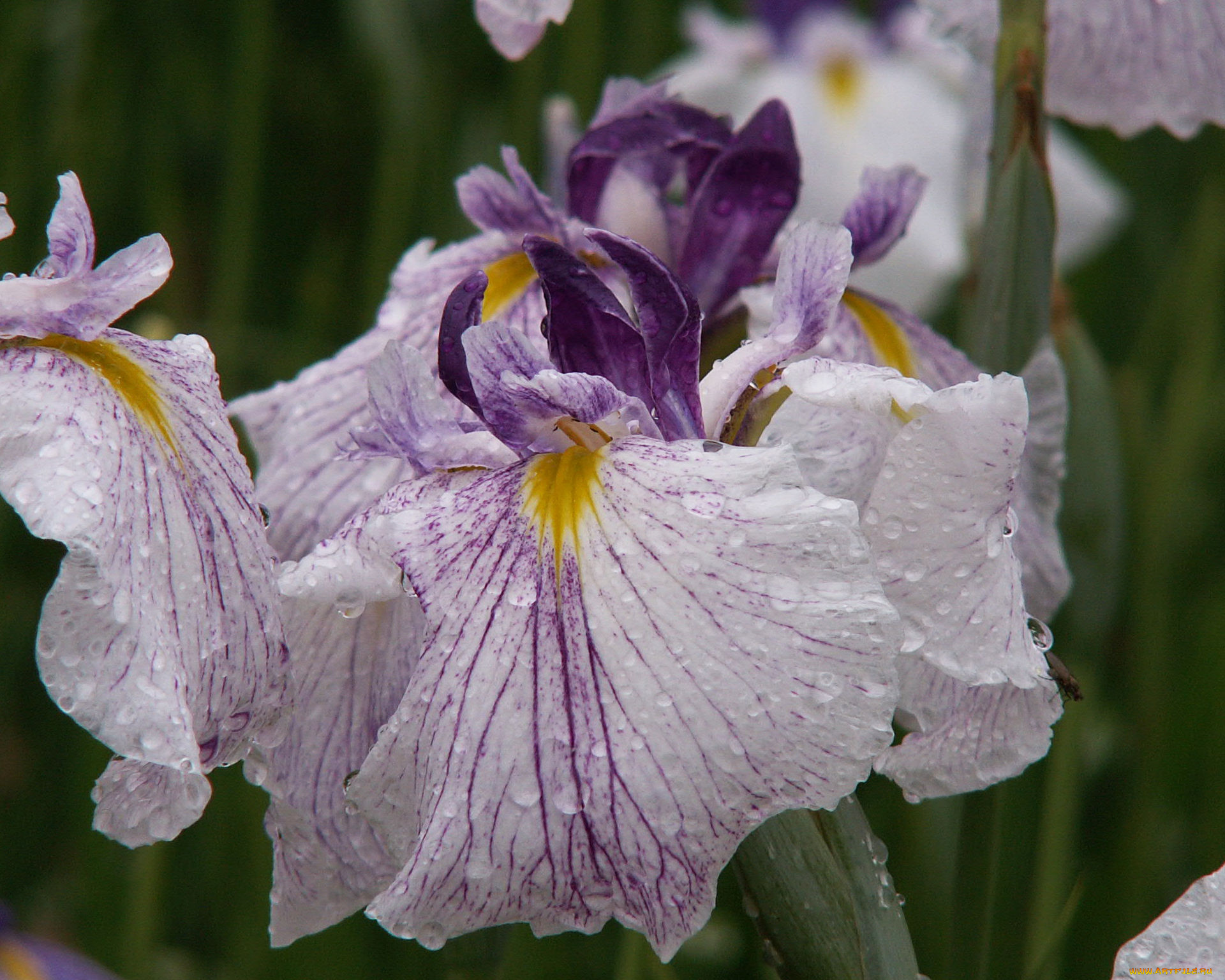 цветы, ирисы, капли
