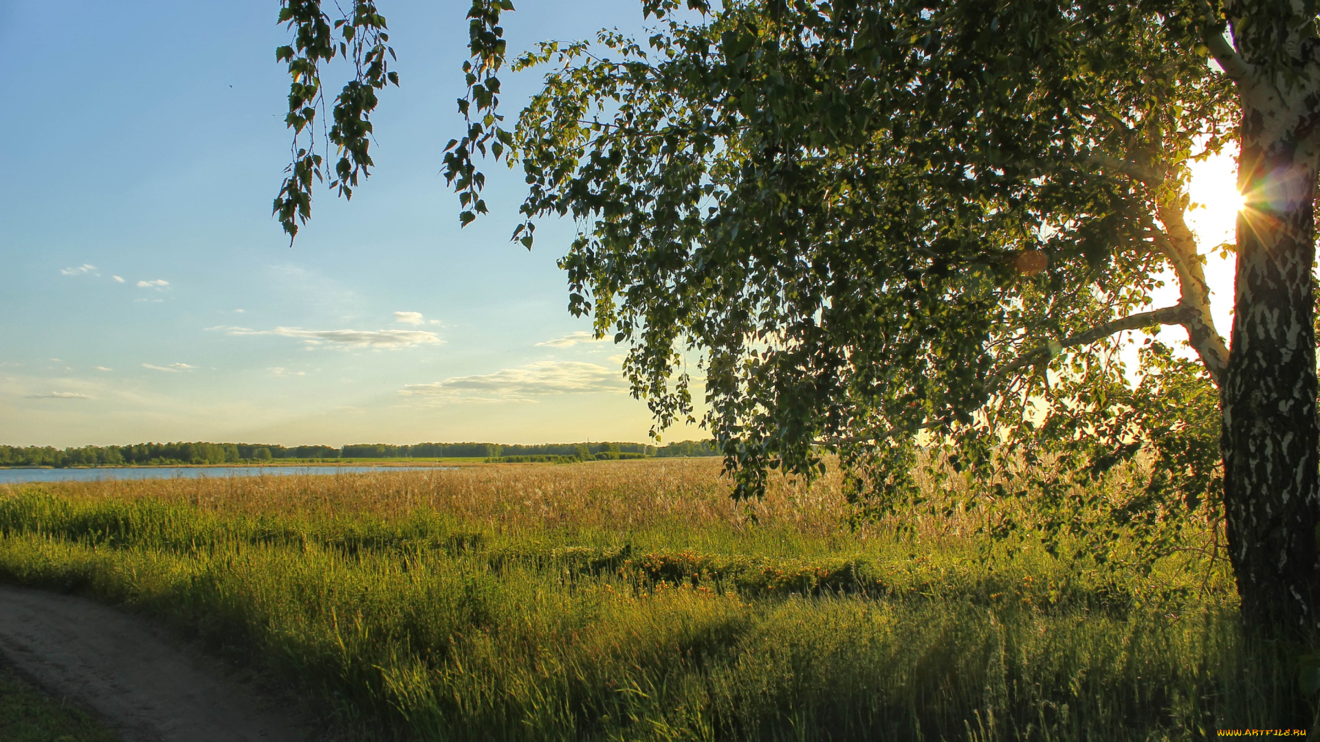 природа, деревья, береза, солнце