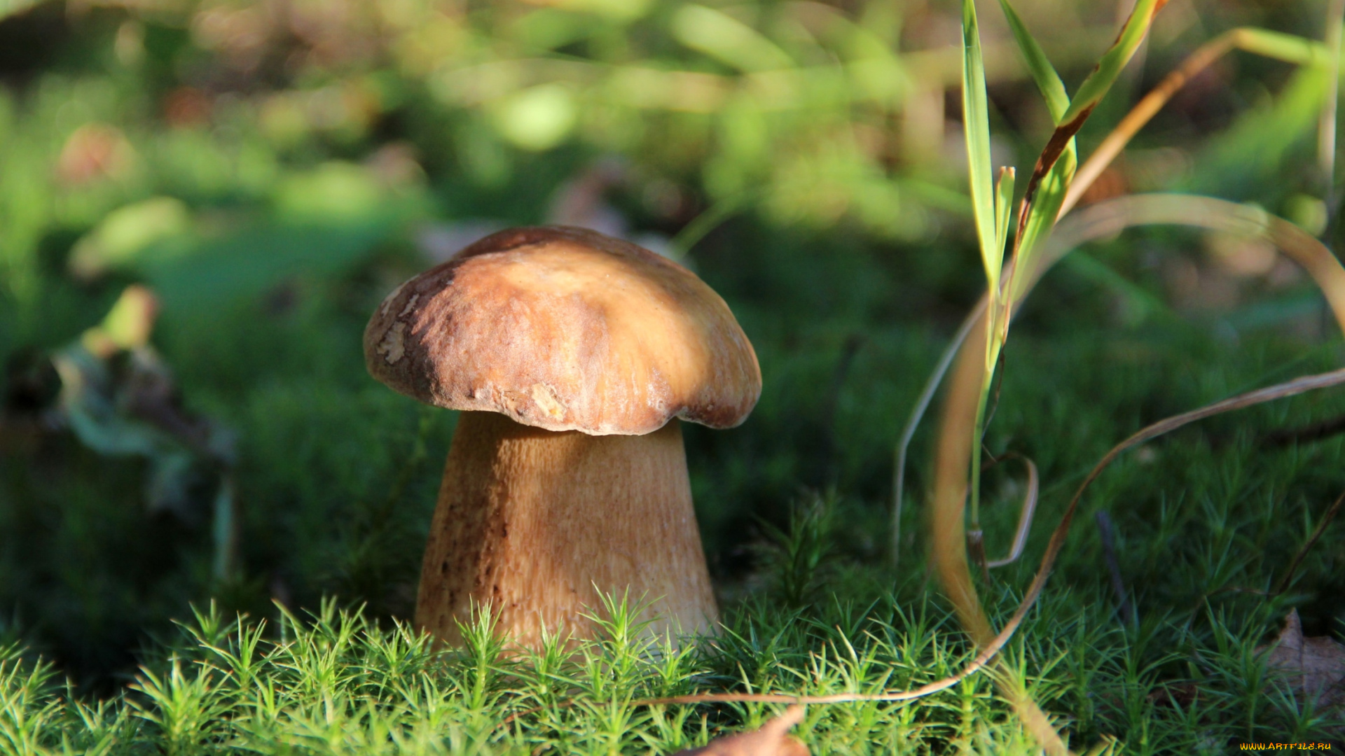 природа, грибы, боровик