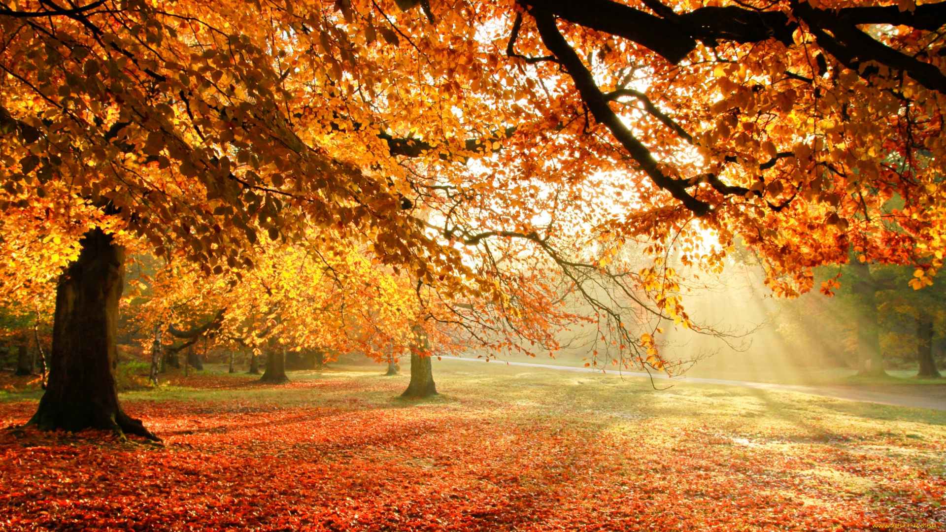 природа, парк, осень