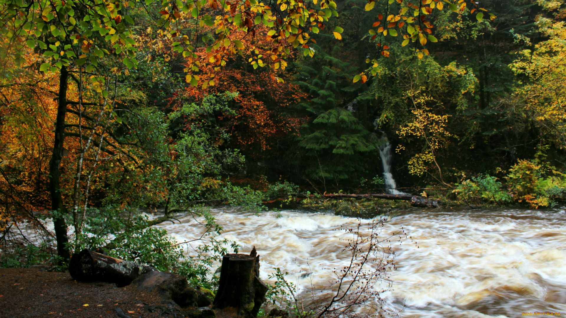 природа, реки, озера, лес, поток, река