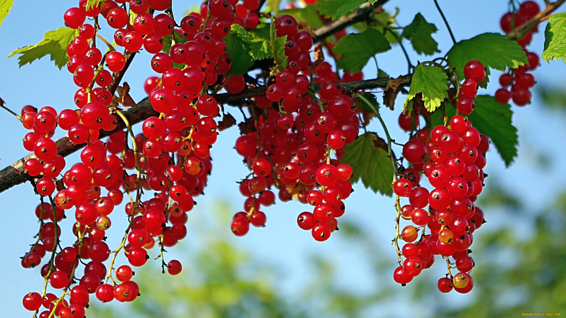 природа, Ягоды, смородина