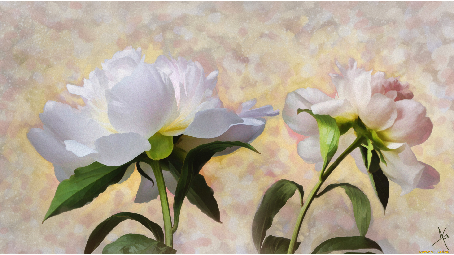 рисованные, цветы, пионы