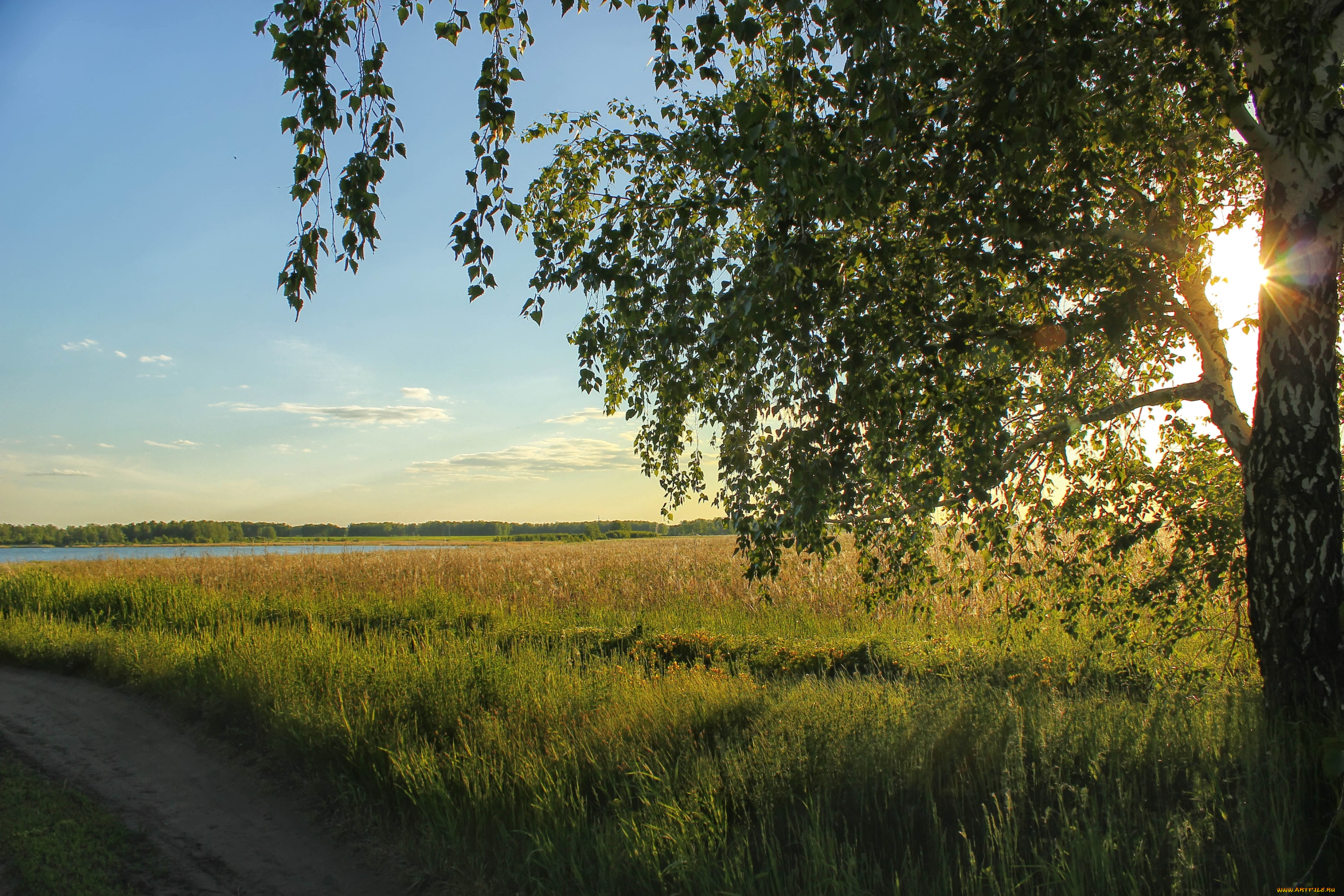 природа, деревья, береза, солнце