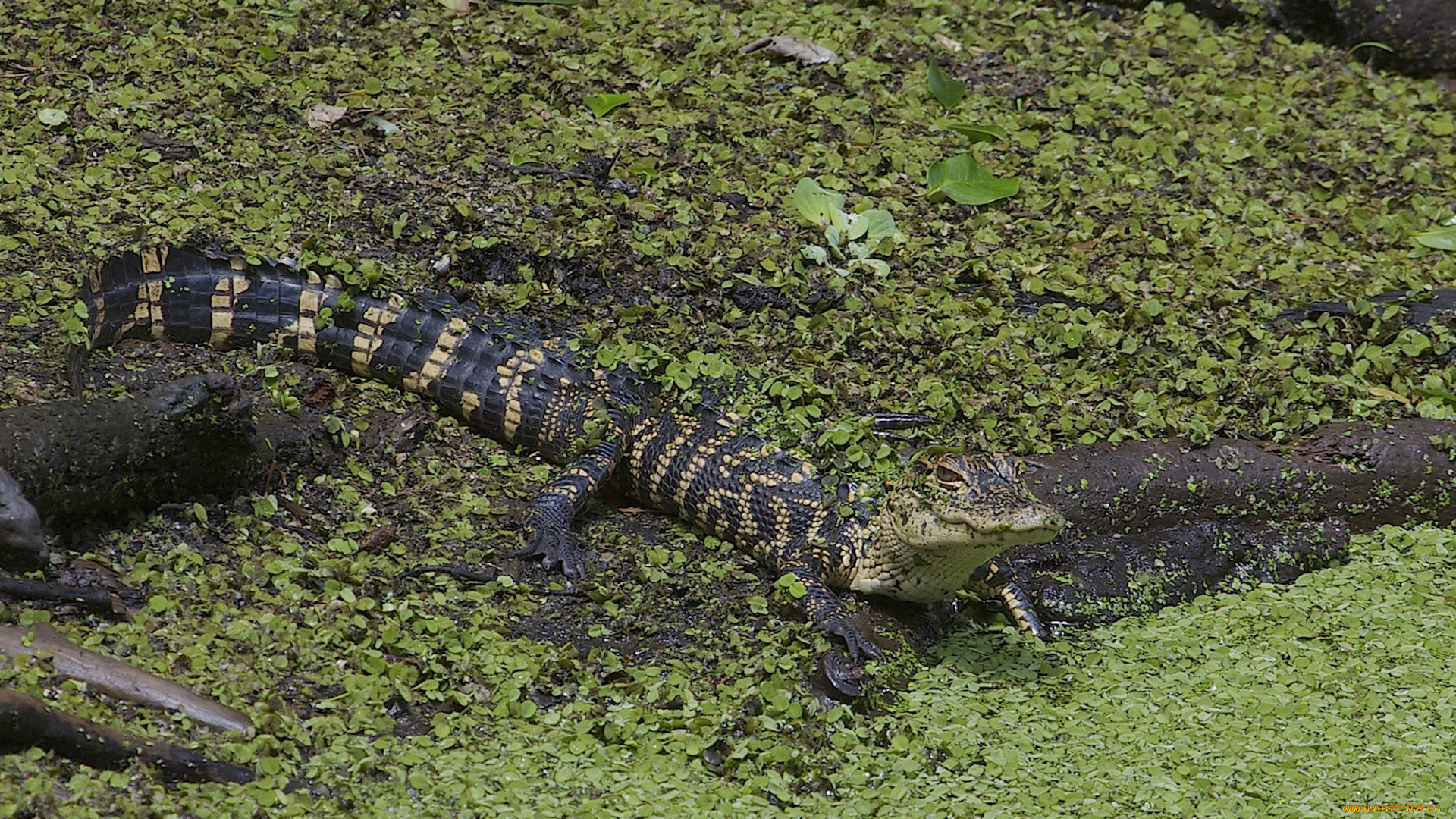 american, alligator, животные, крокодилы, аллигатор