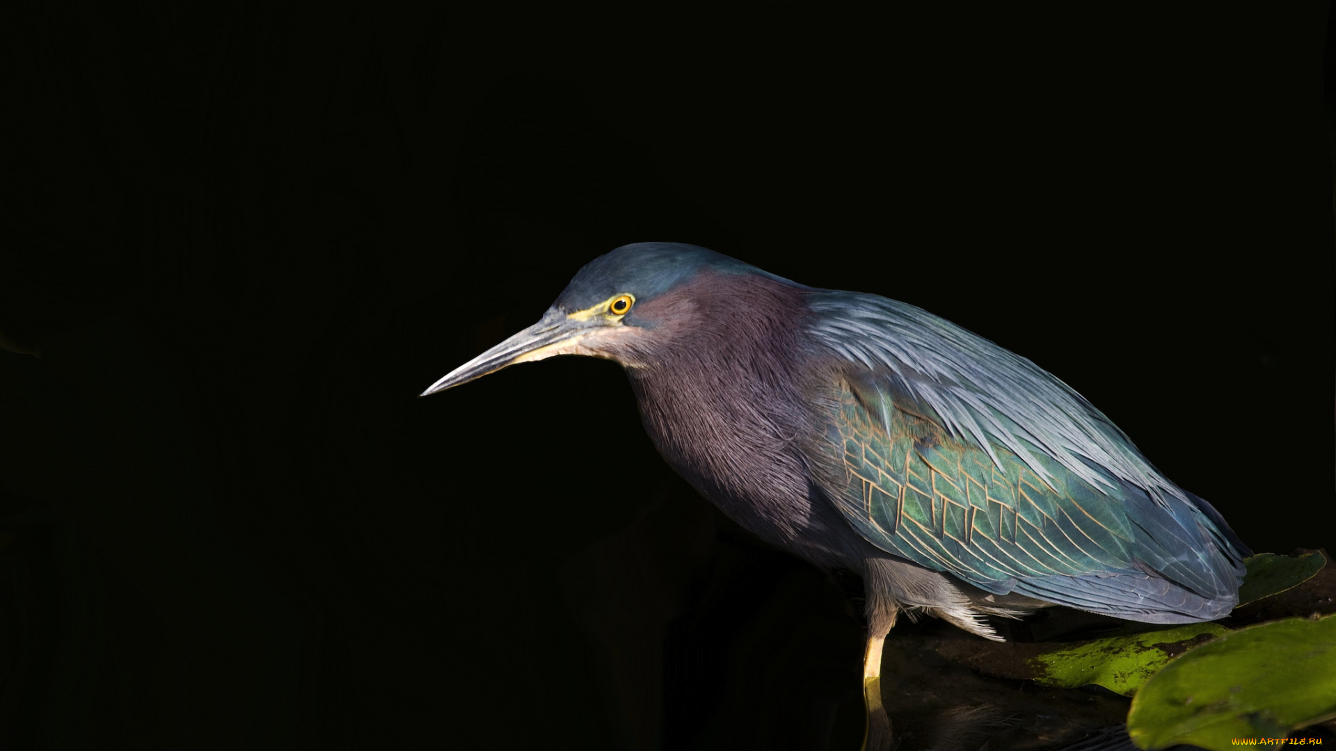green, heron, животные, цапли, , выпи, цапля