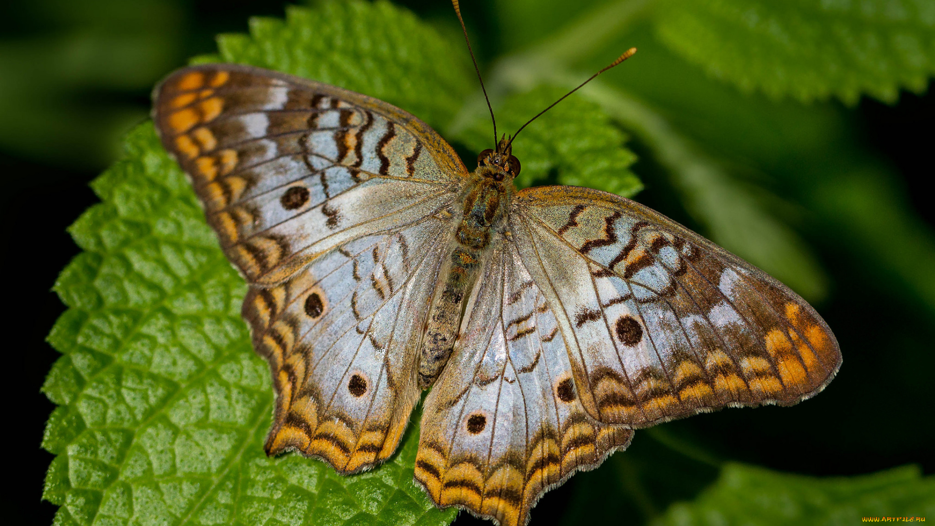 животные, бабочки, , мотыльки, , моли, бабочка