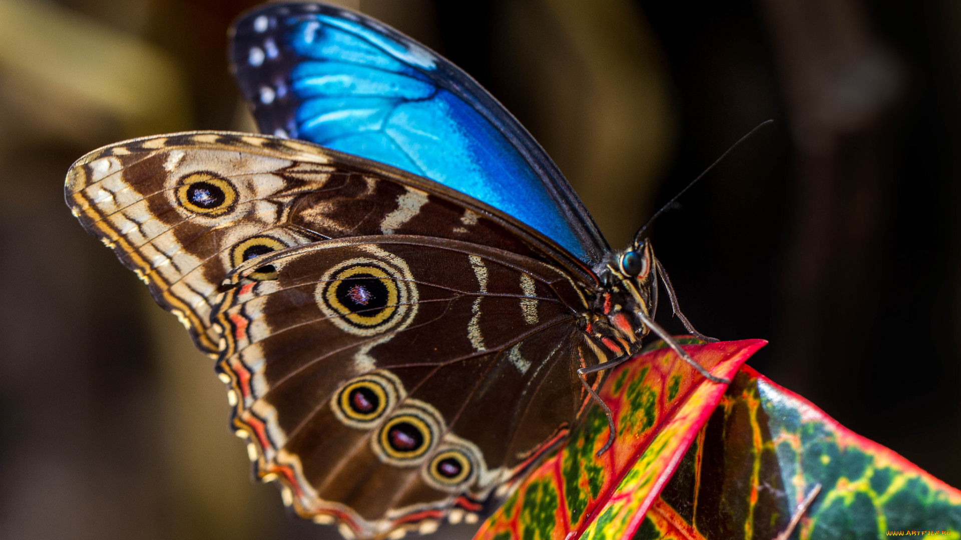 животные, бабочки, , мотыльки, , моли, бабочка