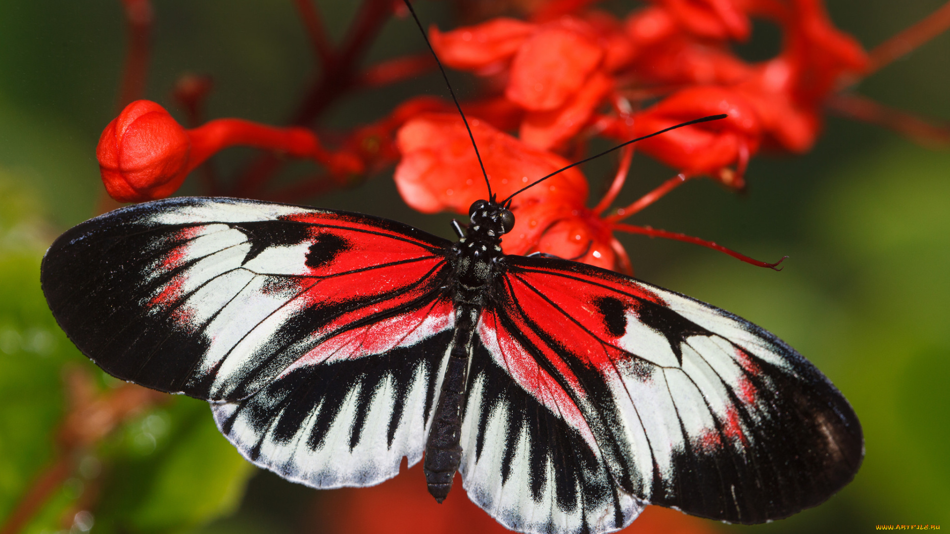 животные, бабочки, , мотыльки, , моли, цветок, листья, насекомое, усики, крылья, фон, бабочка, макро, bob, decker