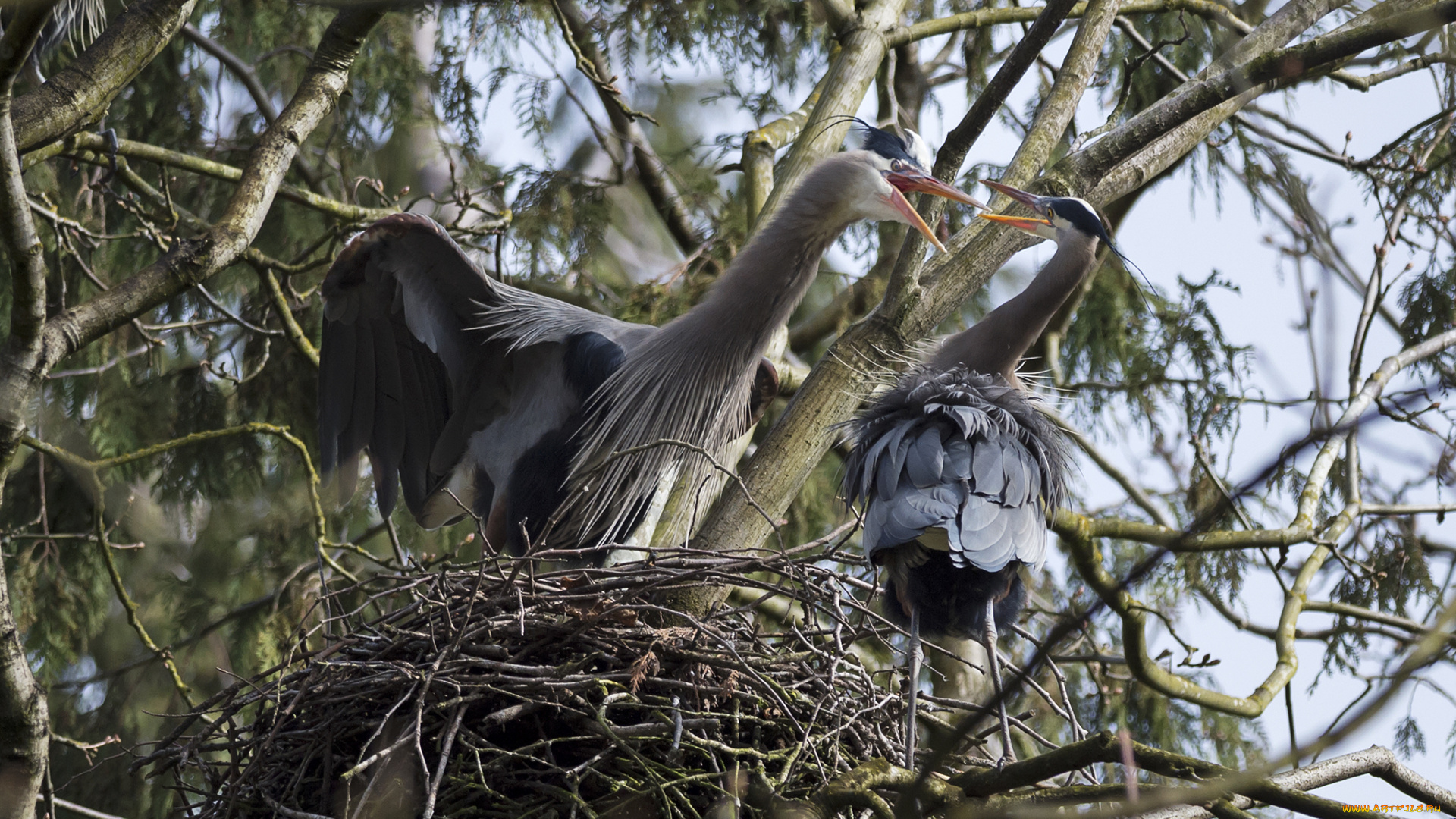 животные, цапли, , выпи, гнездо