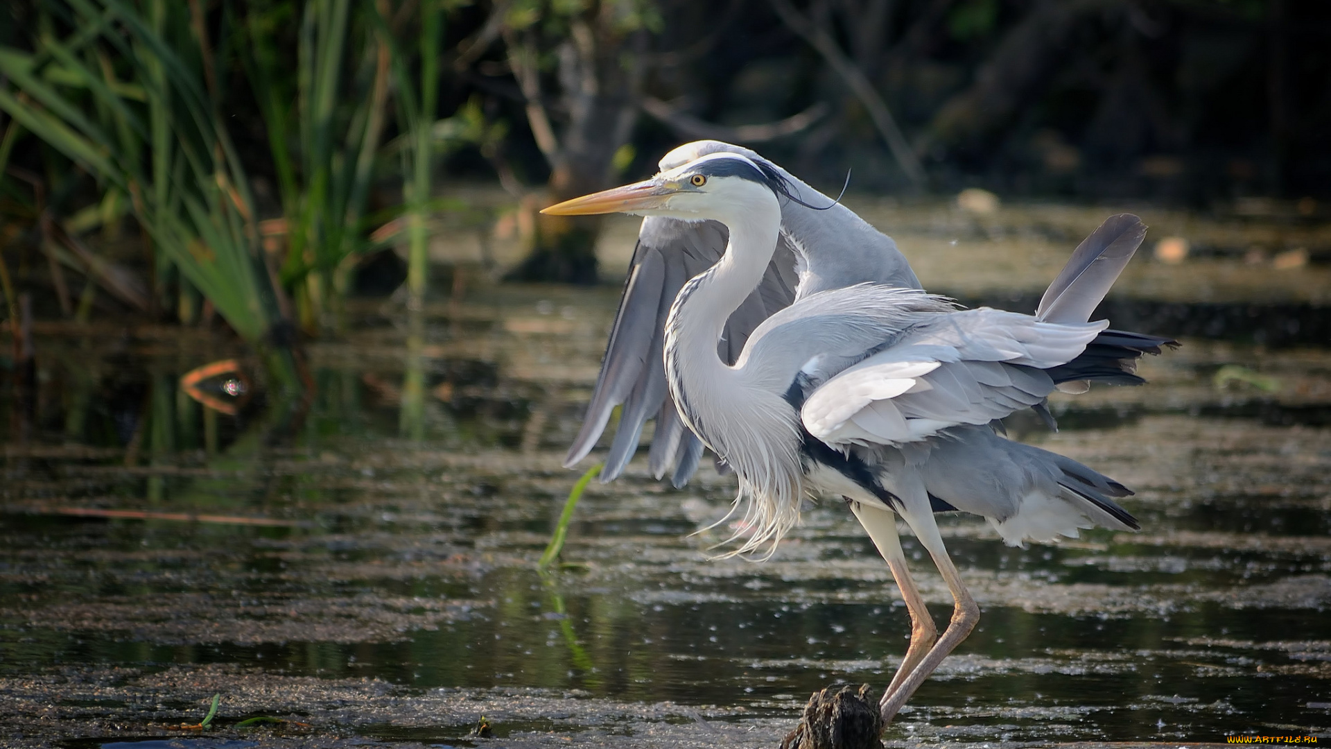 животные, цапли, , выпи, серая, цапля