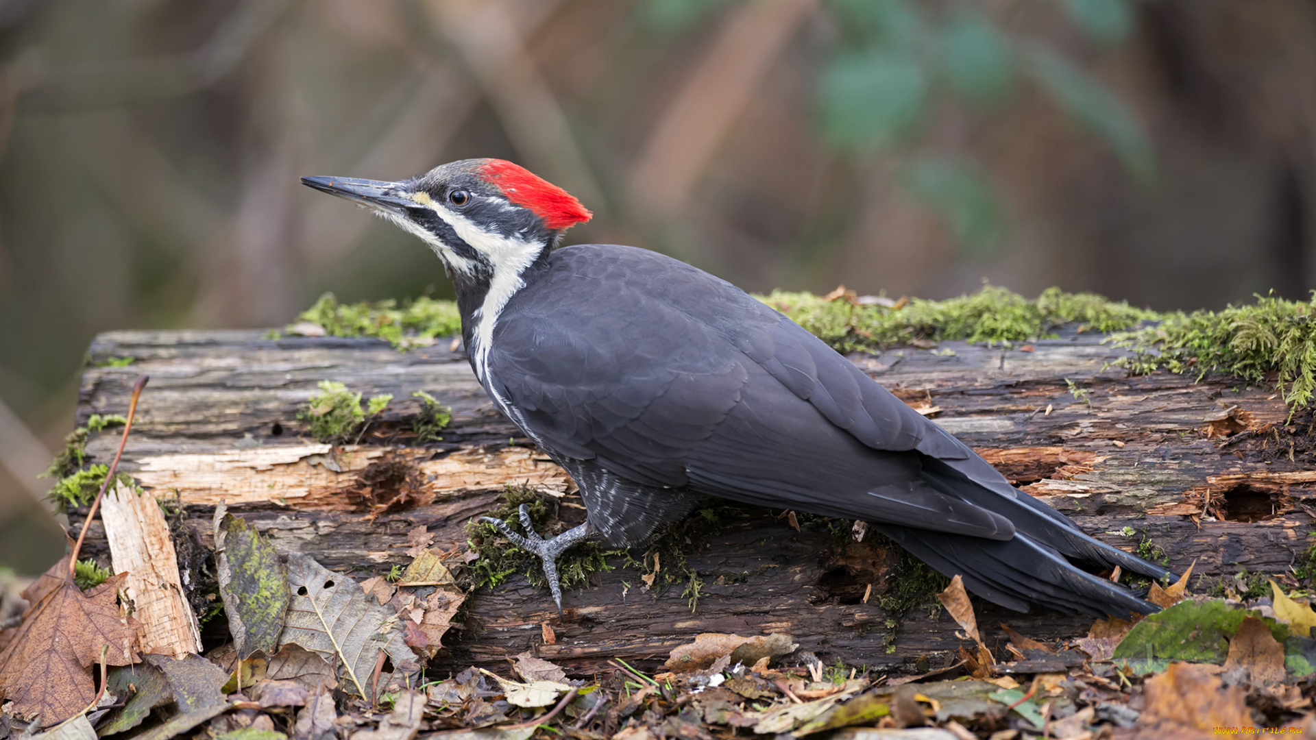 животные, дятлы, дятел