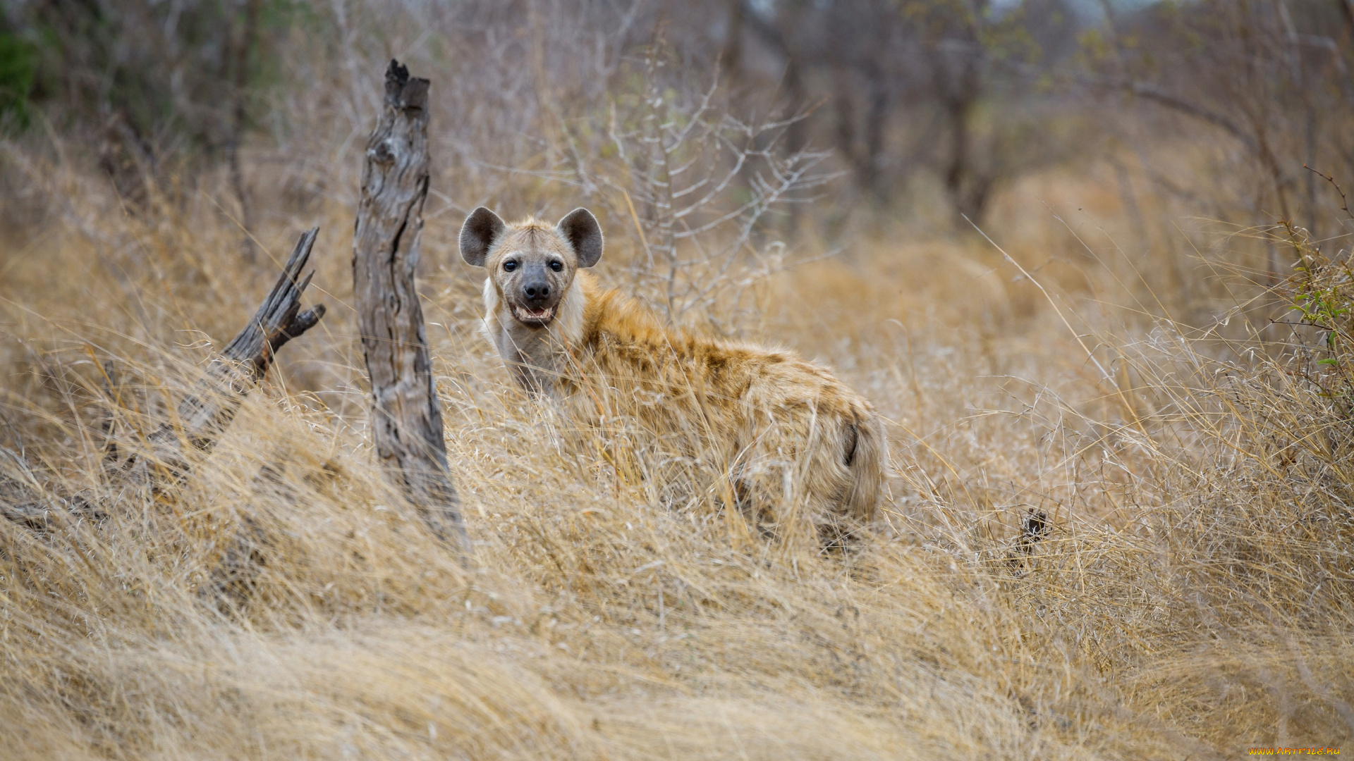 животные, гиены, , гиеновые, собаки, заросли, трава, морда, хищник, африка, саванна, гиена