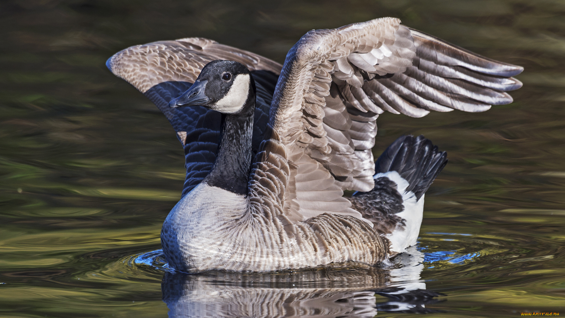животные, гуси, гусь, канадский