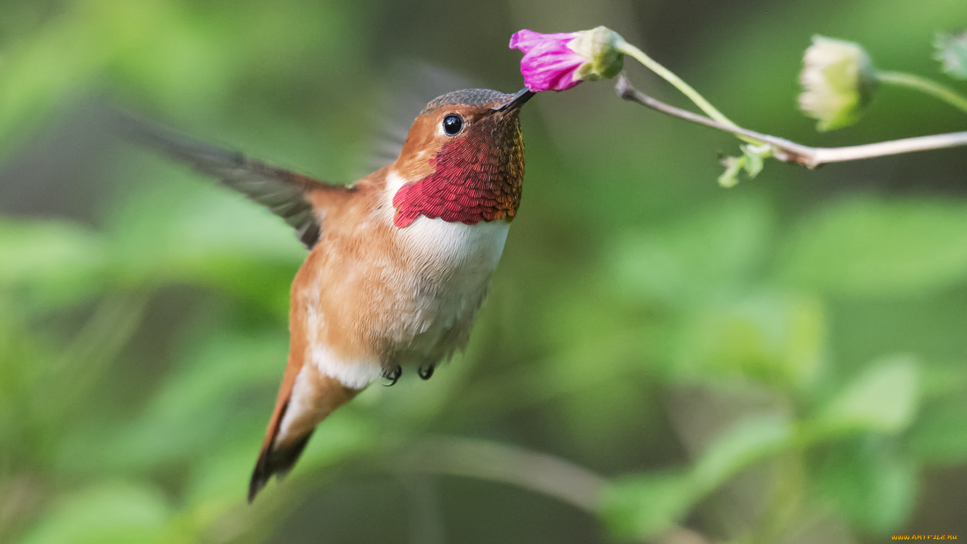 животные, колибри