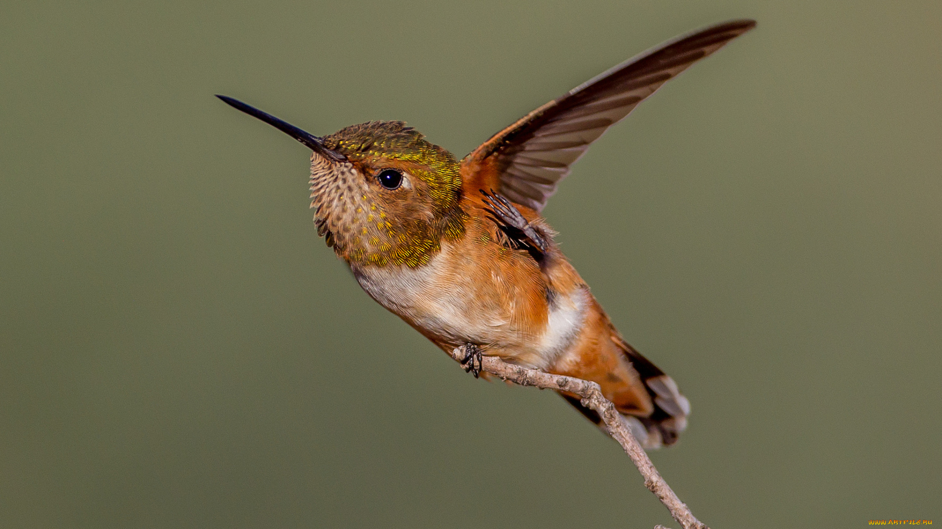 животные, колибри