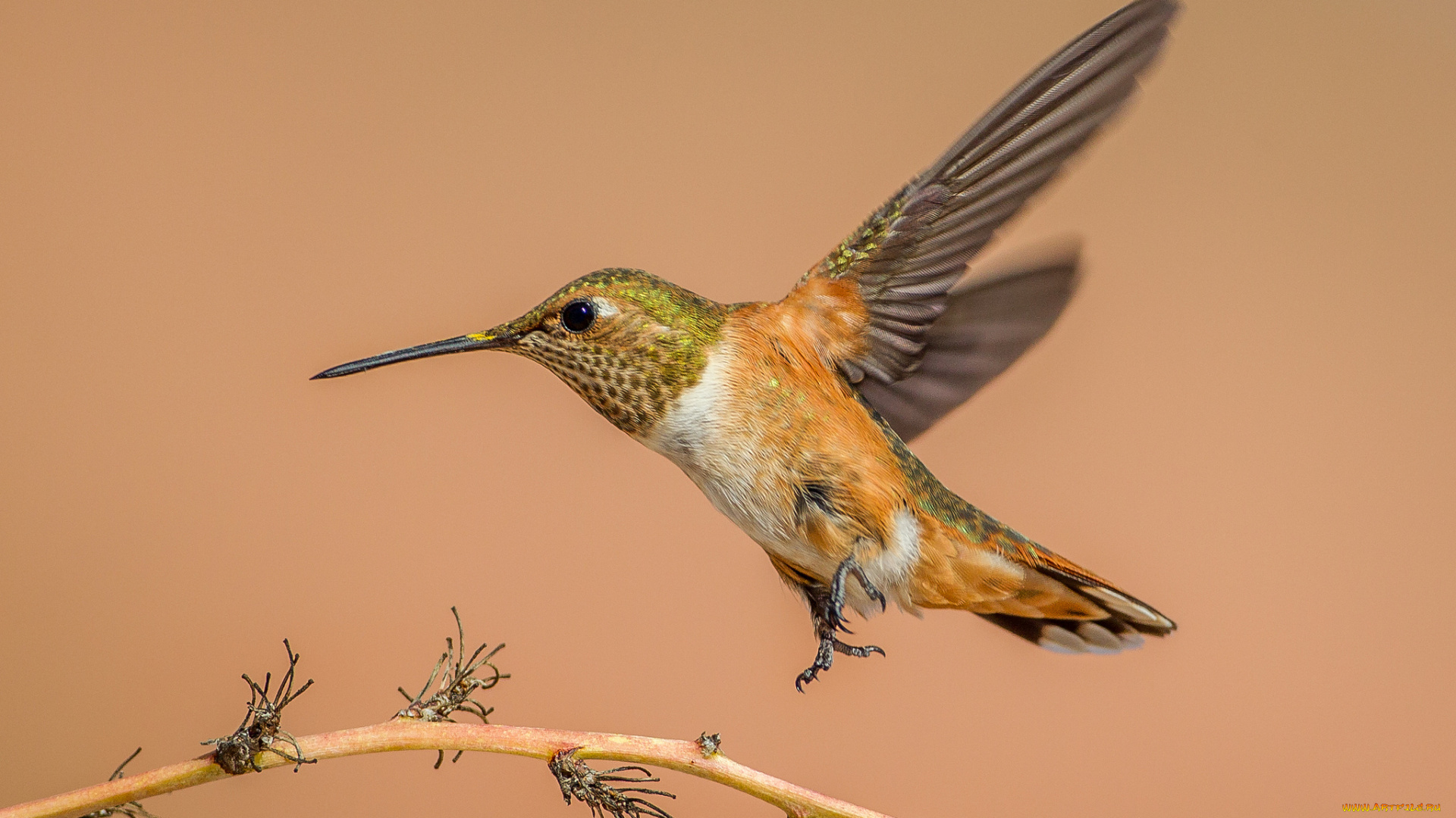 животные, колибри