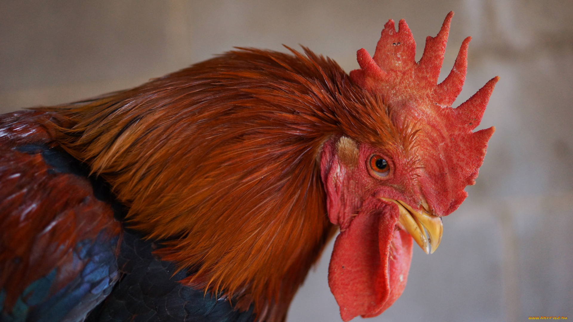животные, куры, , петухи, петух