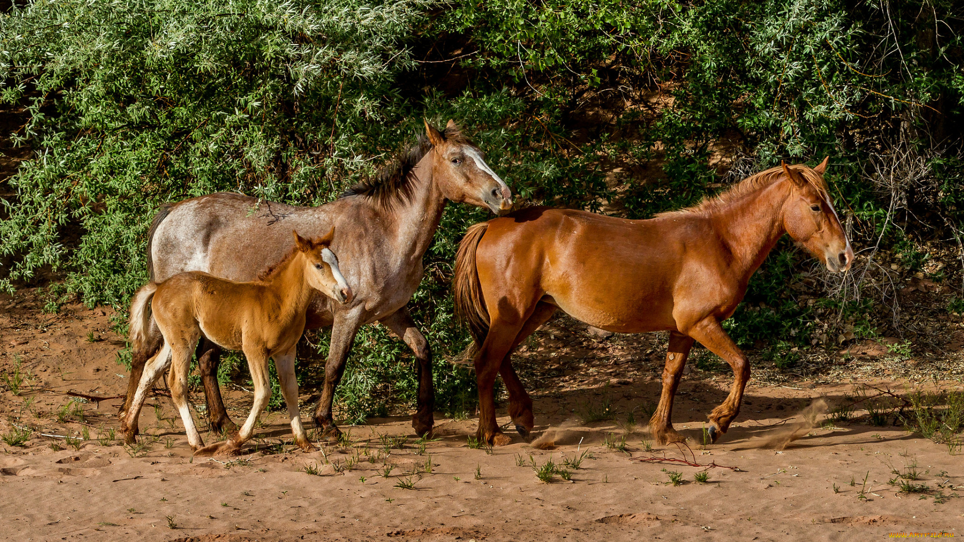 животные, лошади, трава, луг, лес
