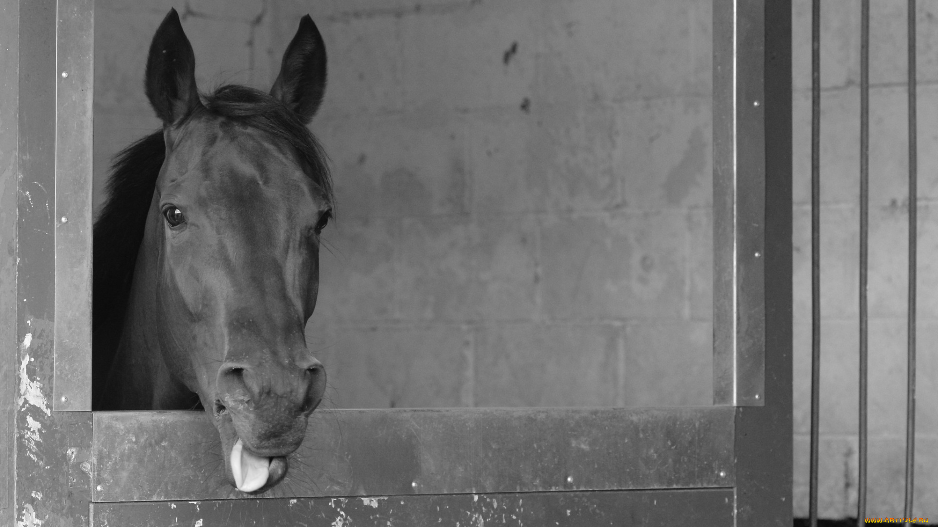 животные, лошади, язык, фото, стойло, чёрно-белое, лошадь