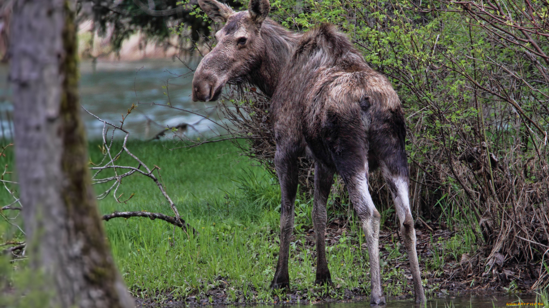 животные, лоси, сохатый