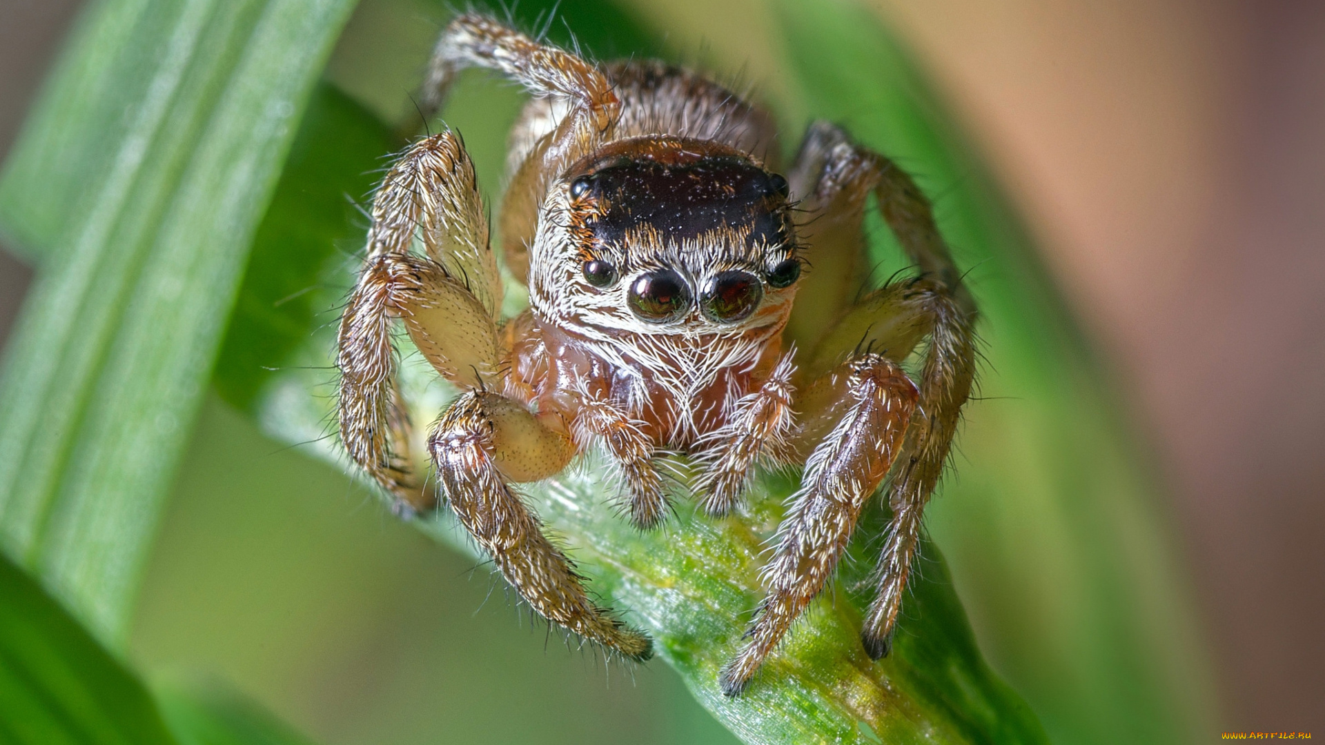 животные, пауки, макросъемка, глаза, паук