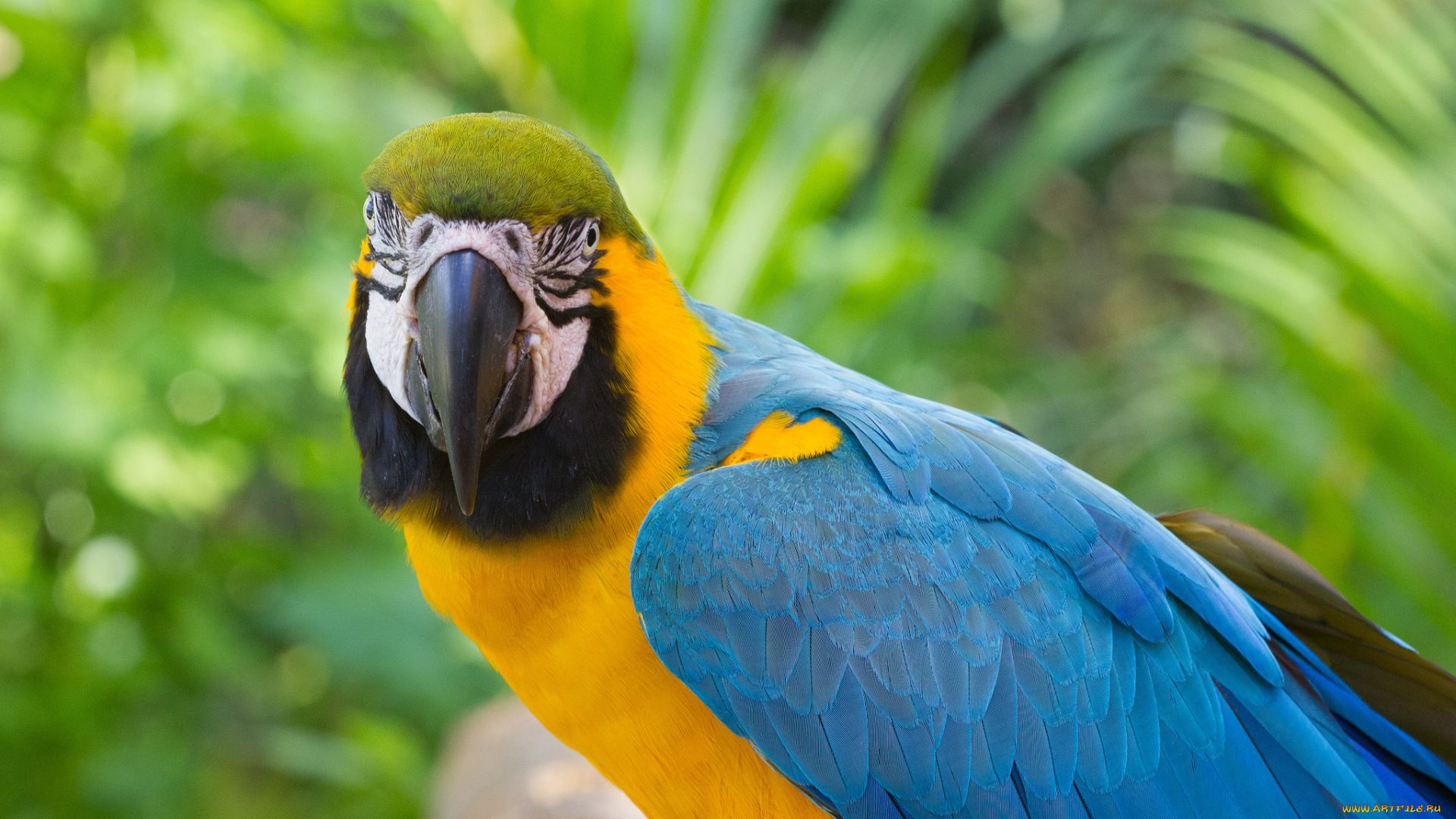 животные, попугаи, взгляд, птица, клюв, попугай, bob, decker