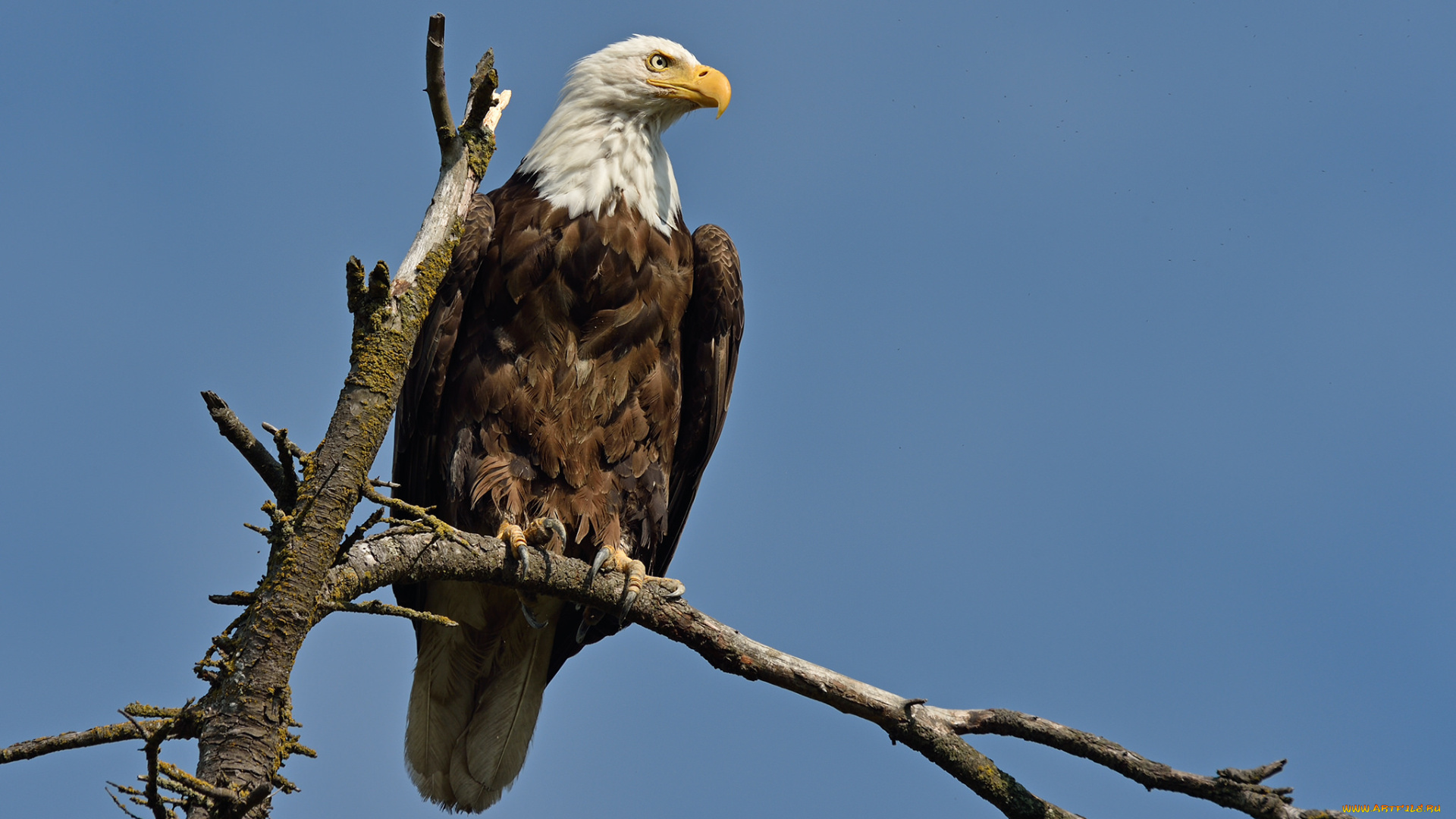 животные, птицы, -, хищники, орлан, белоголовый