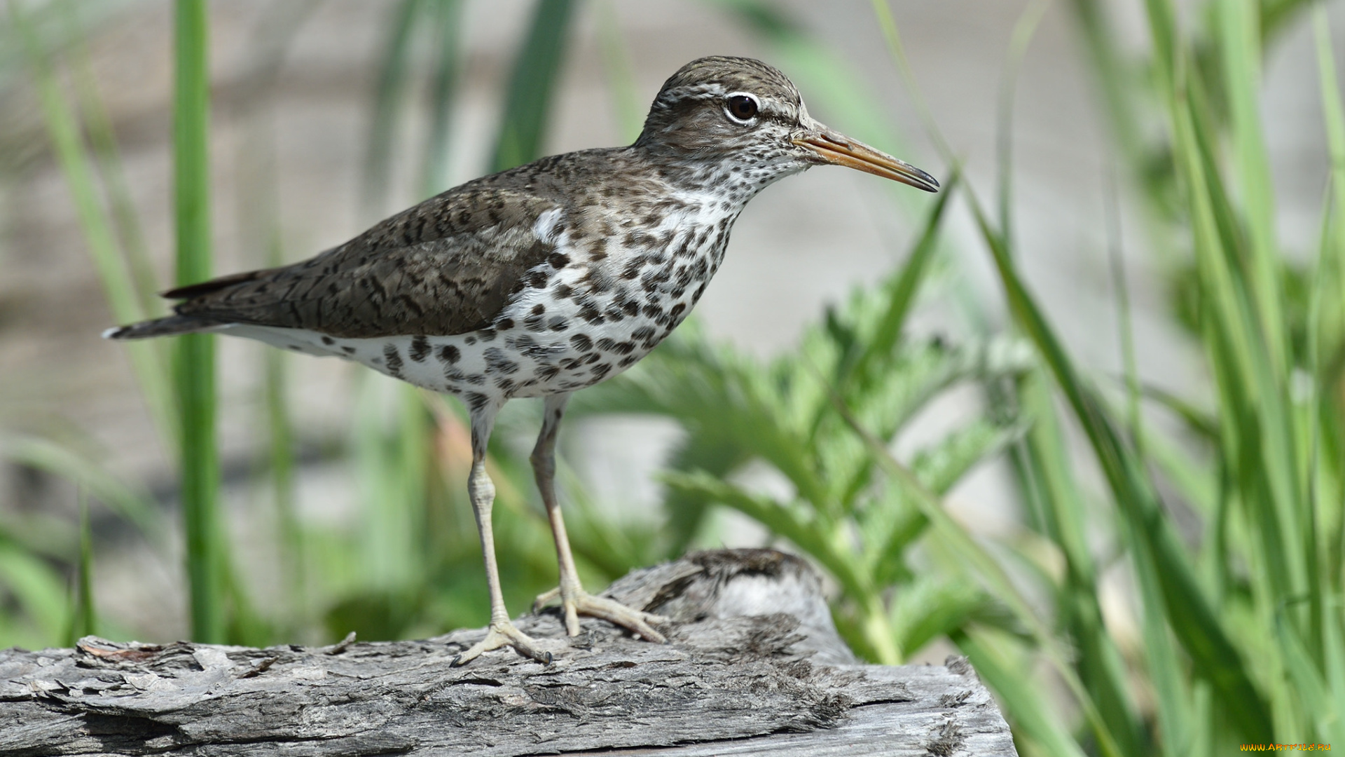 животные, птицы, кулик