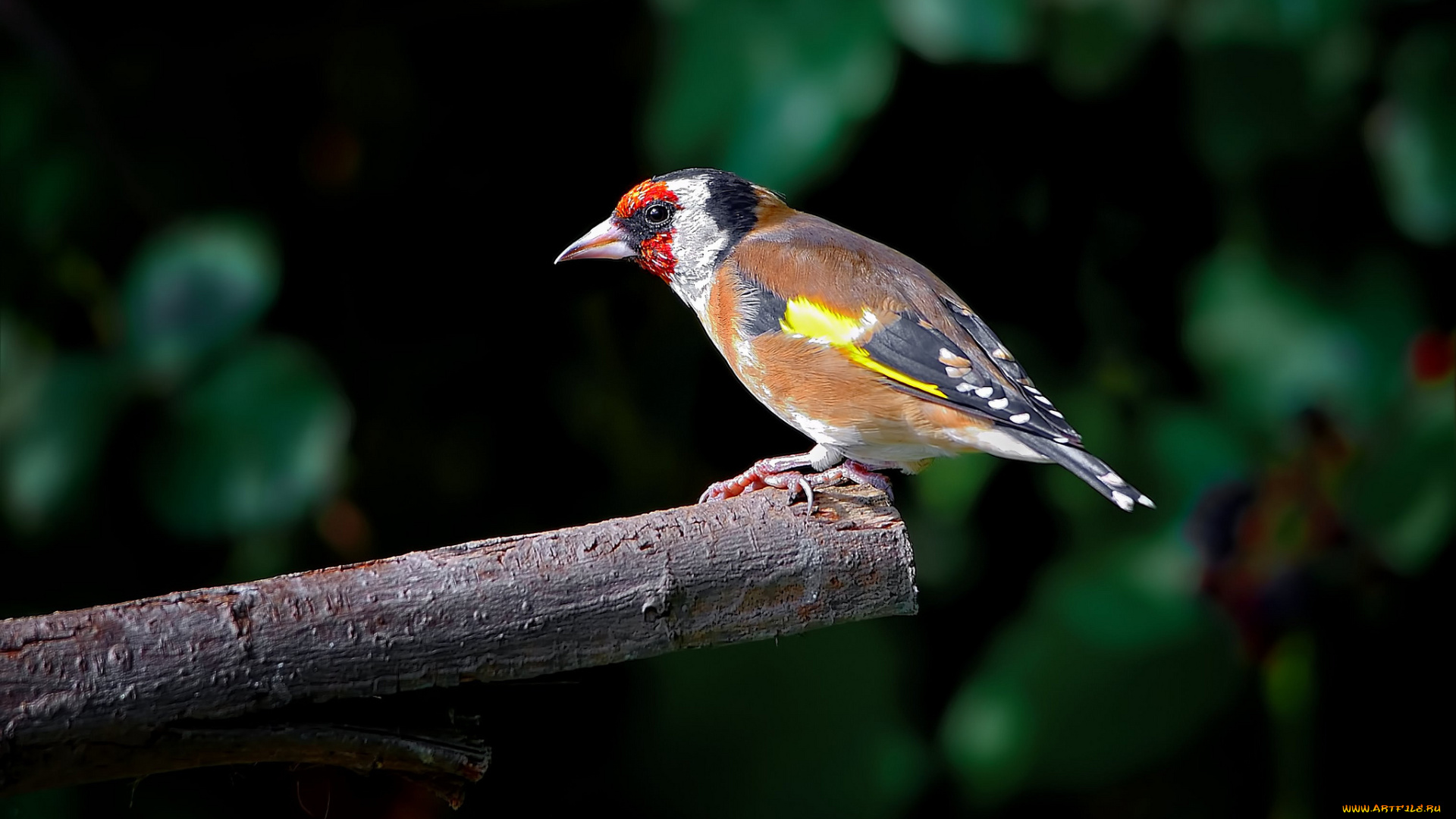 животные, щеглы, , чижи, птичка