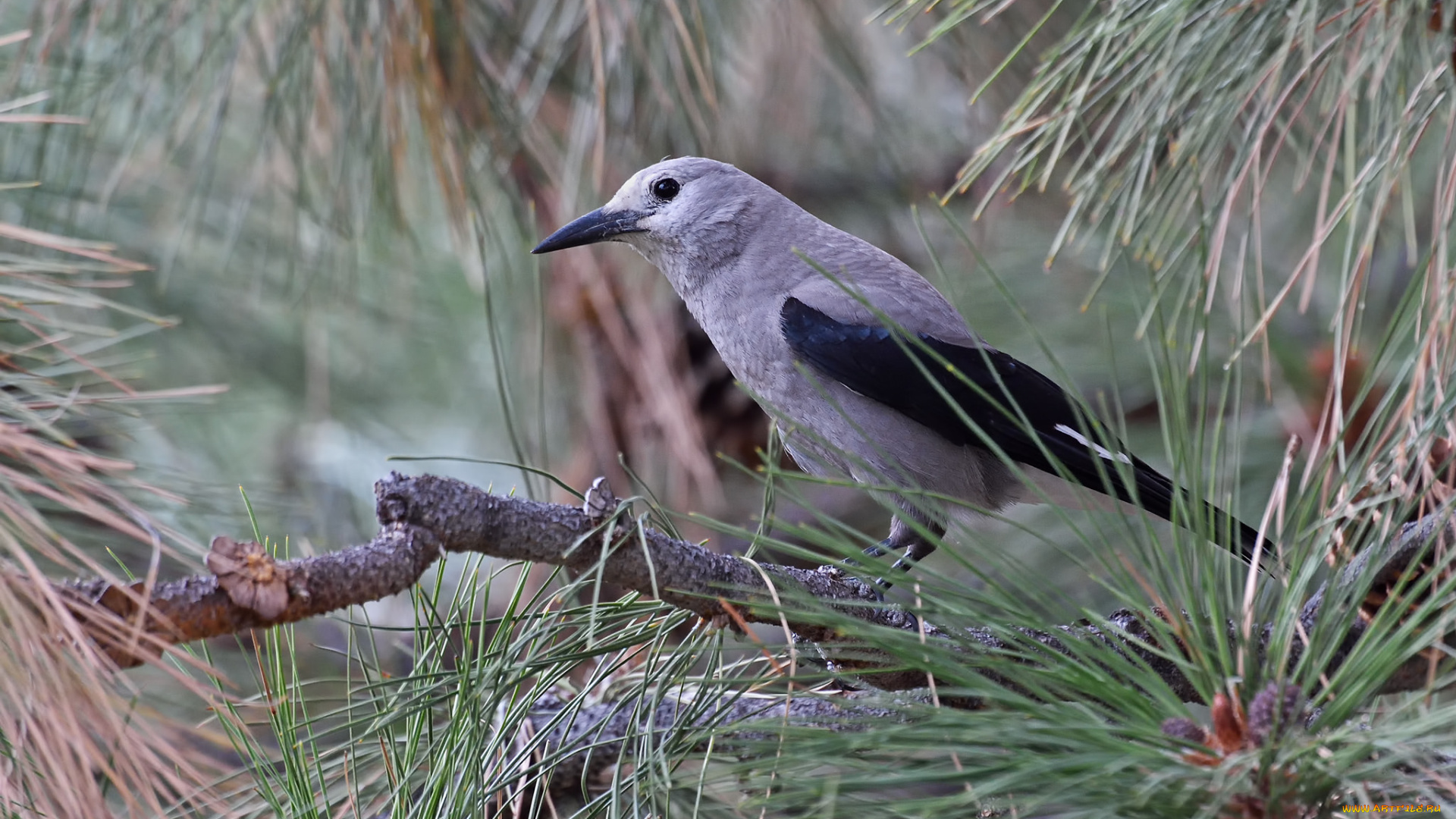 животные, сизоворонки, , ракши, сизоворонка