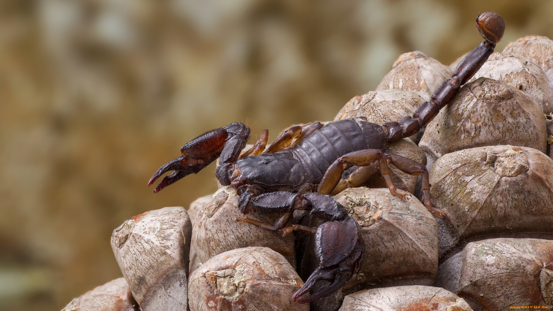животные, скорпионы, камни, скорпион