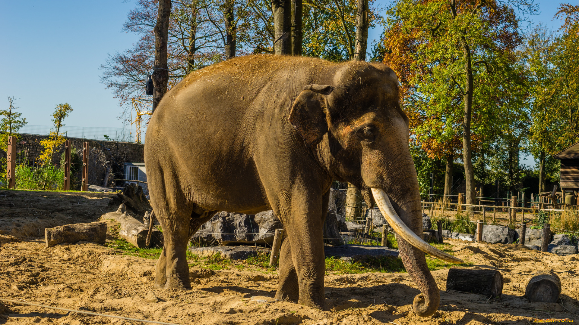 животные, слоны, слон