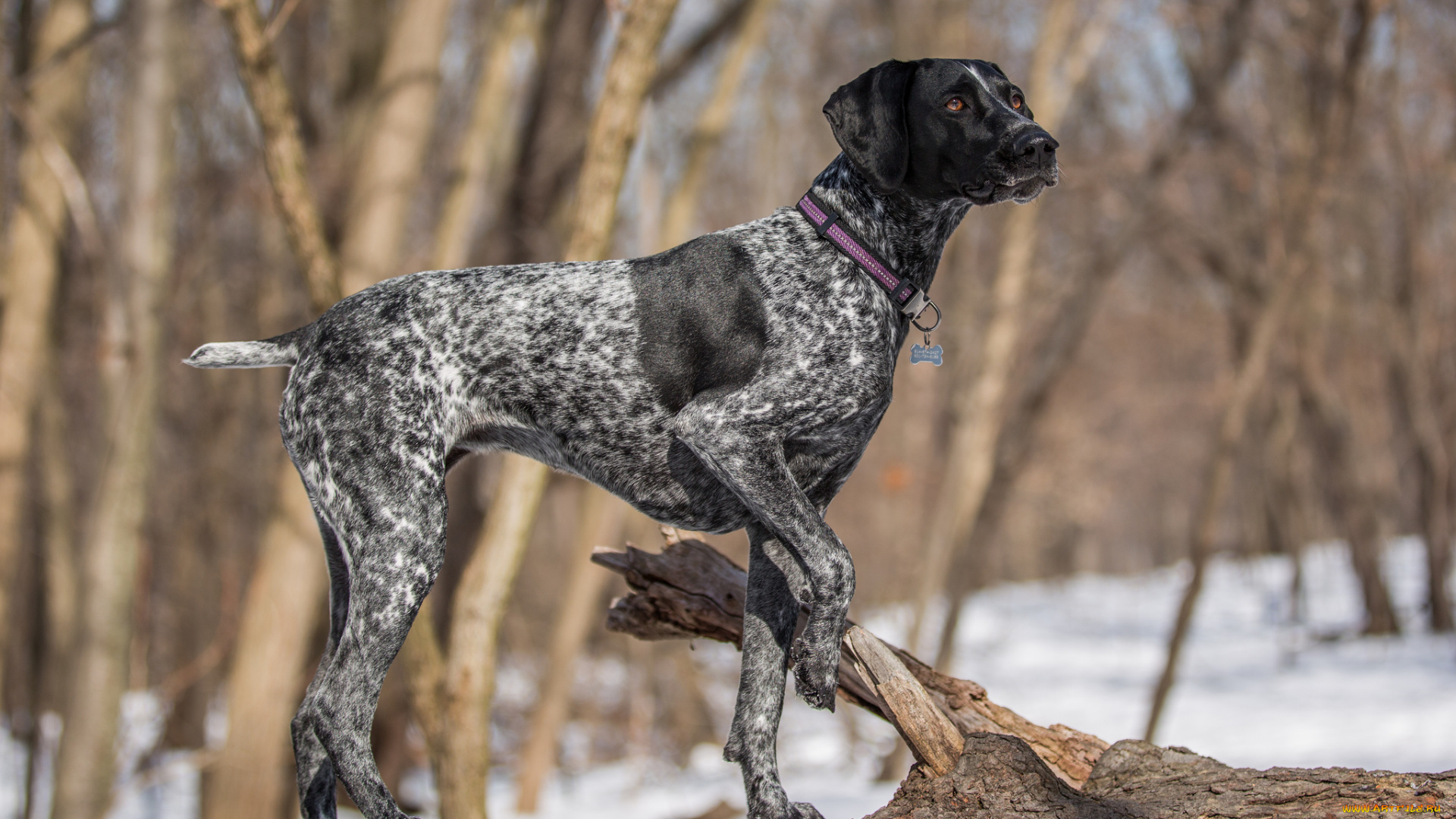 животные, собаки, пес, лес